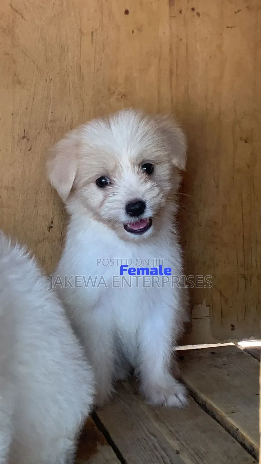 1-3 months Female Purebred Havanese