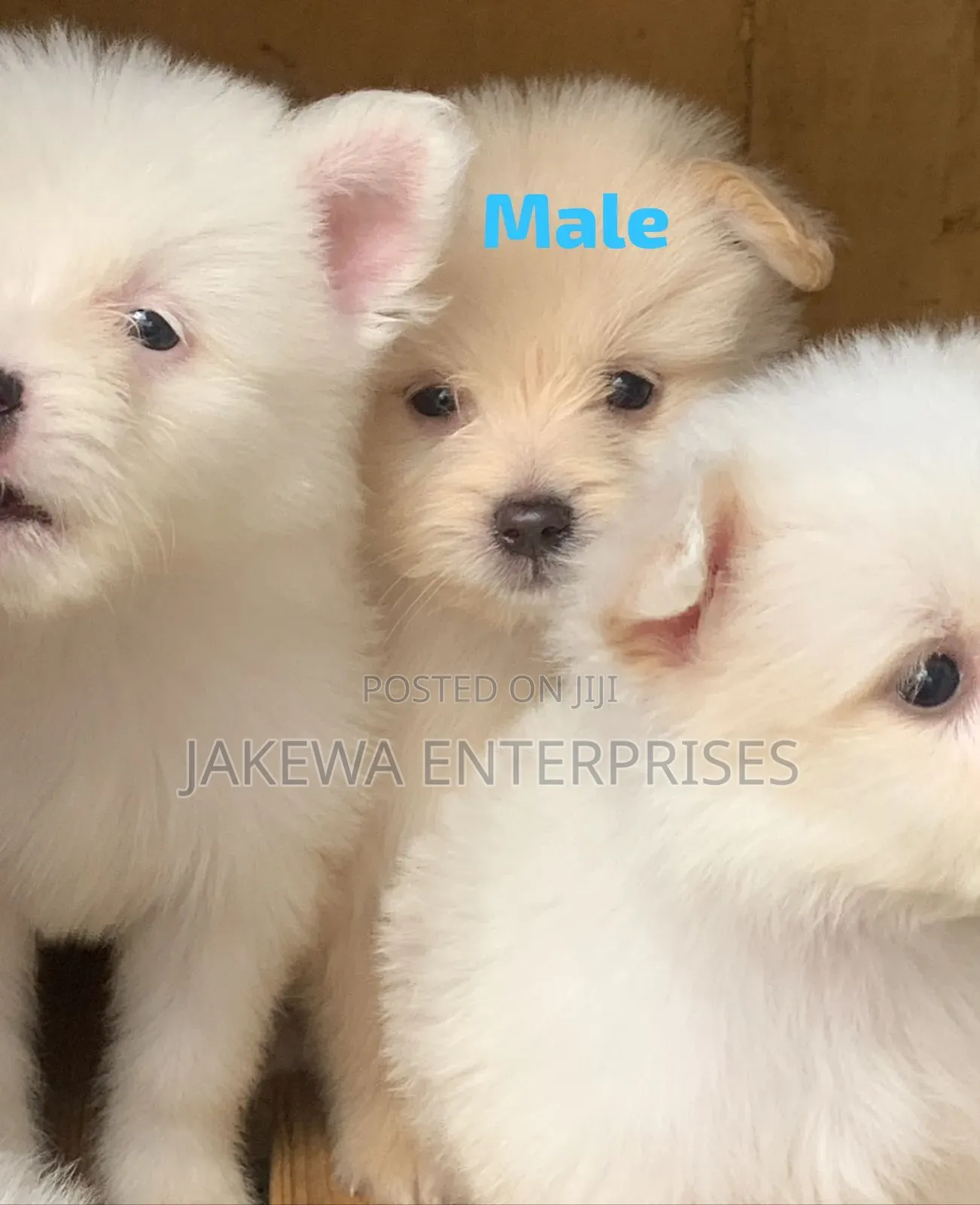 1-3 months Male Purebred Havanese