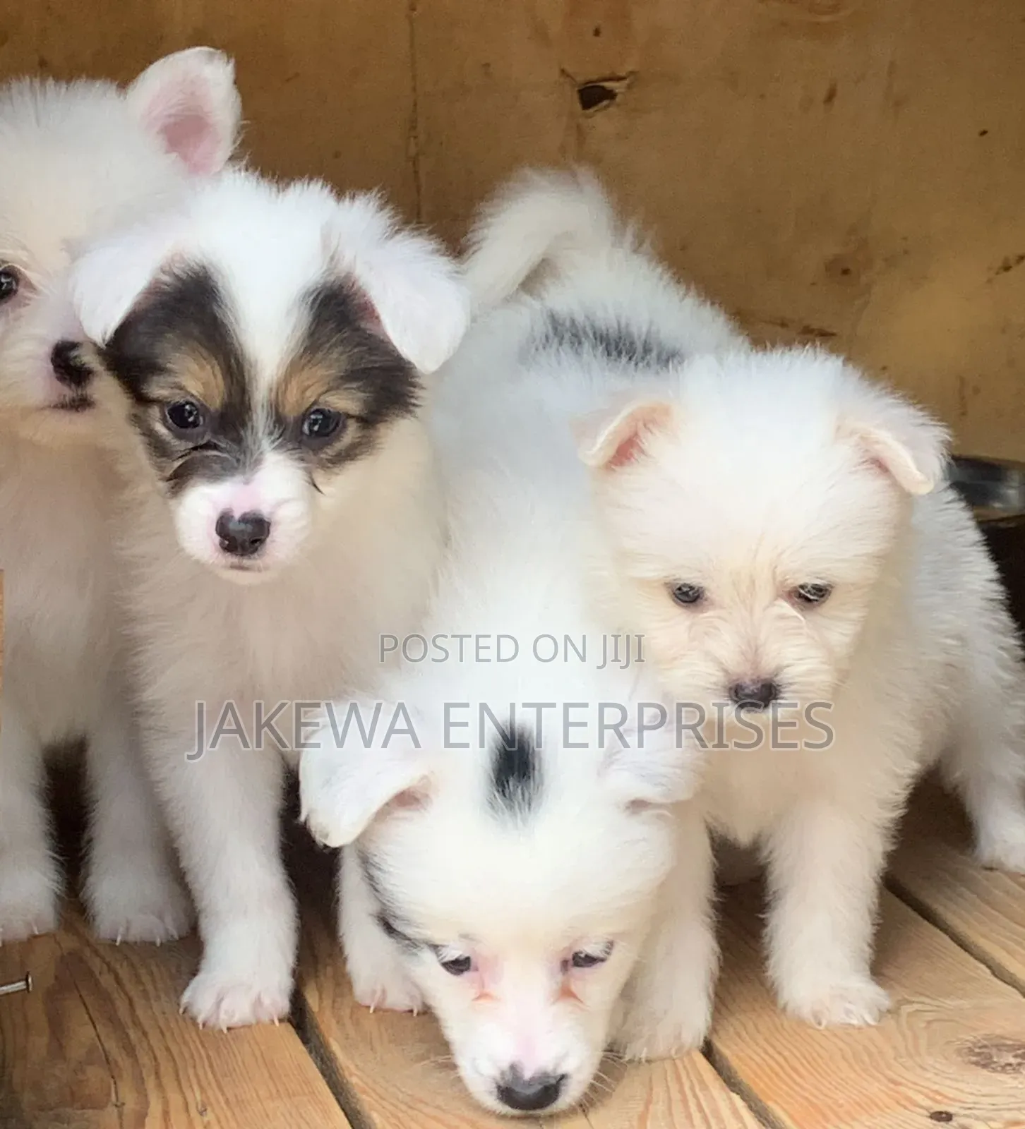 1-3 months Male Purebred Havanese