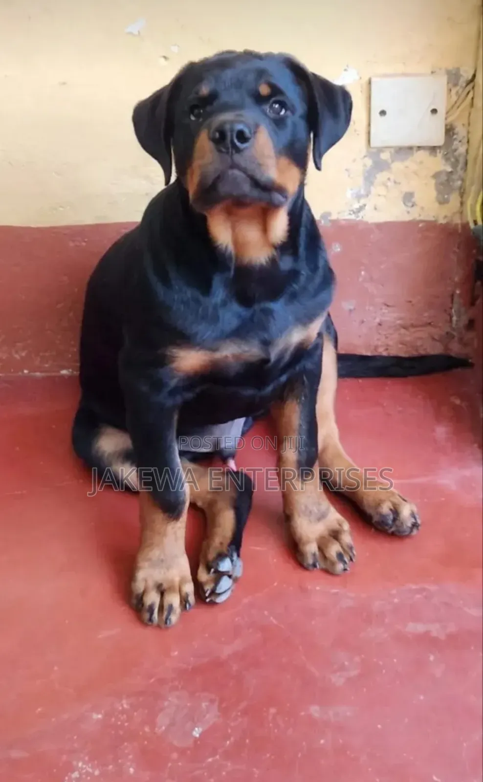 1-3 months Male Purebred Rottweiler
