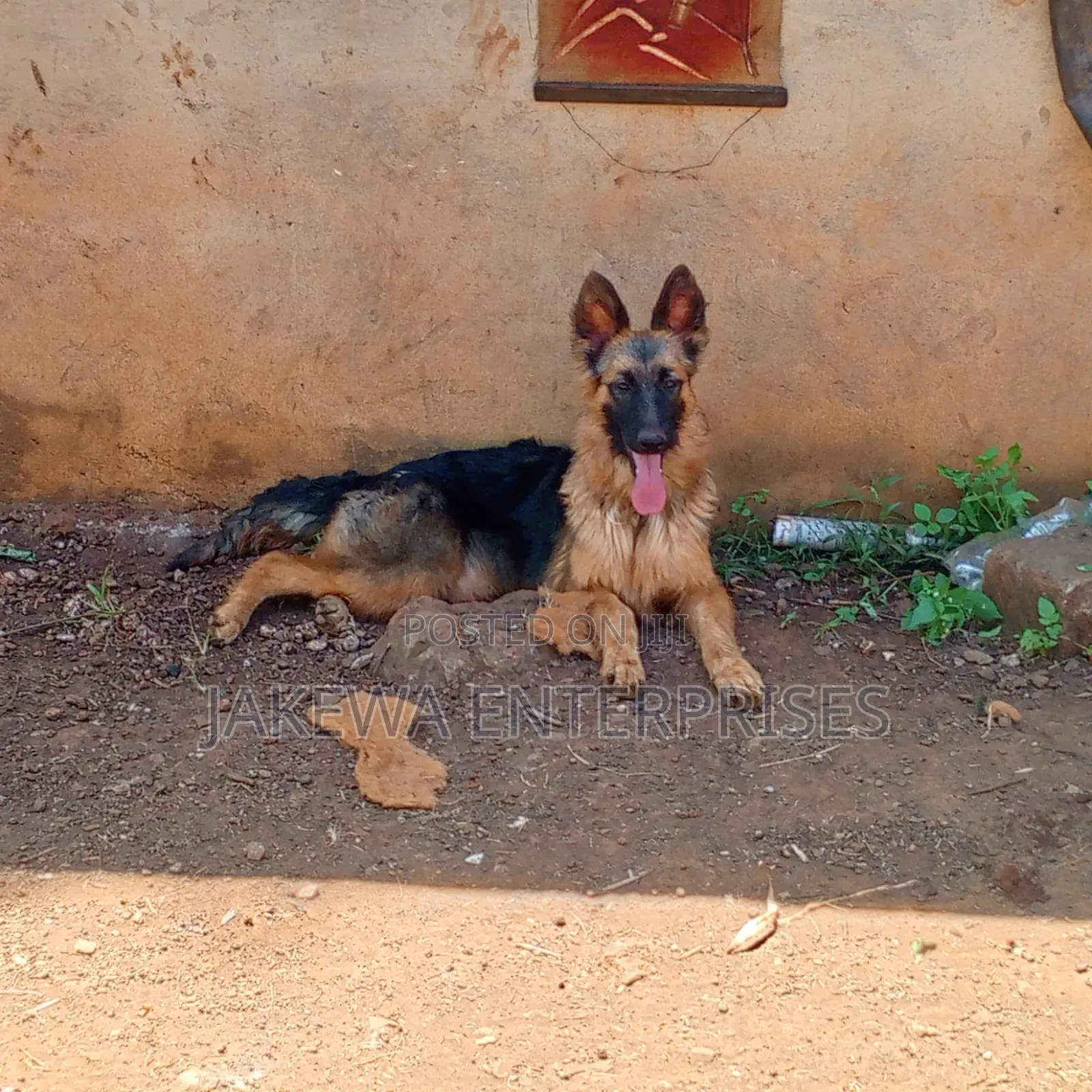 6-12 months Female Purebred German Shepherd