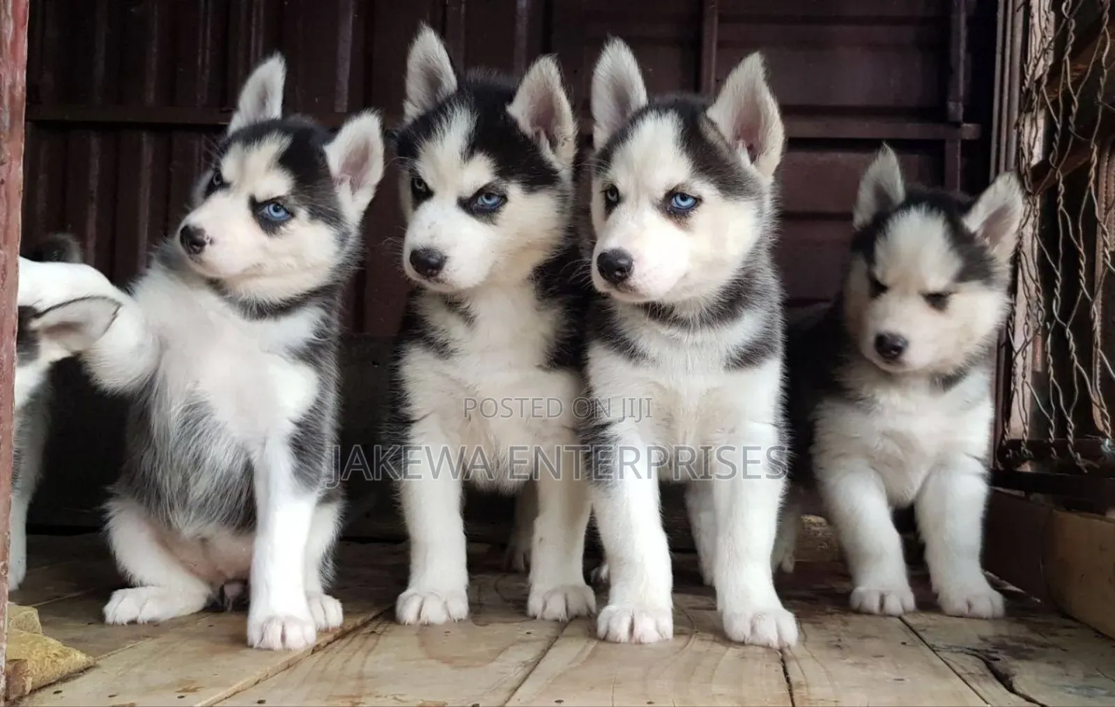1-3 months Male Purebred Siberian Husky