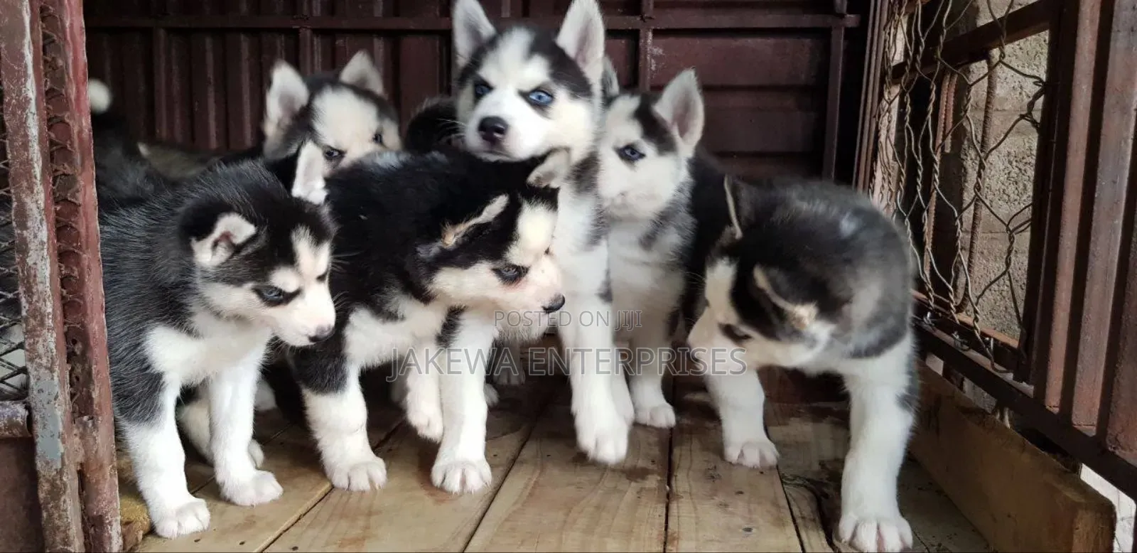 1-3 months Female Purebred Siberian Husky
