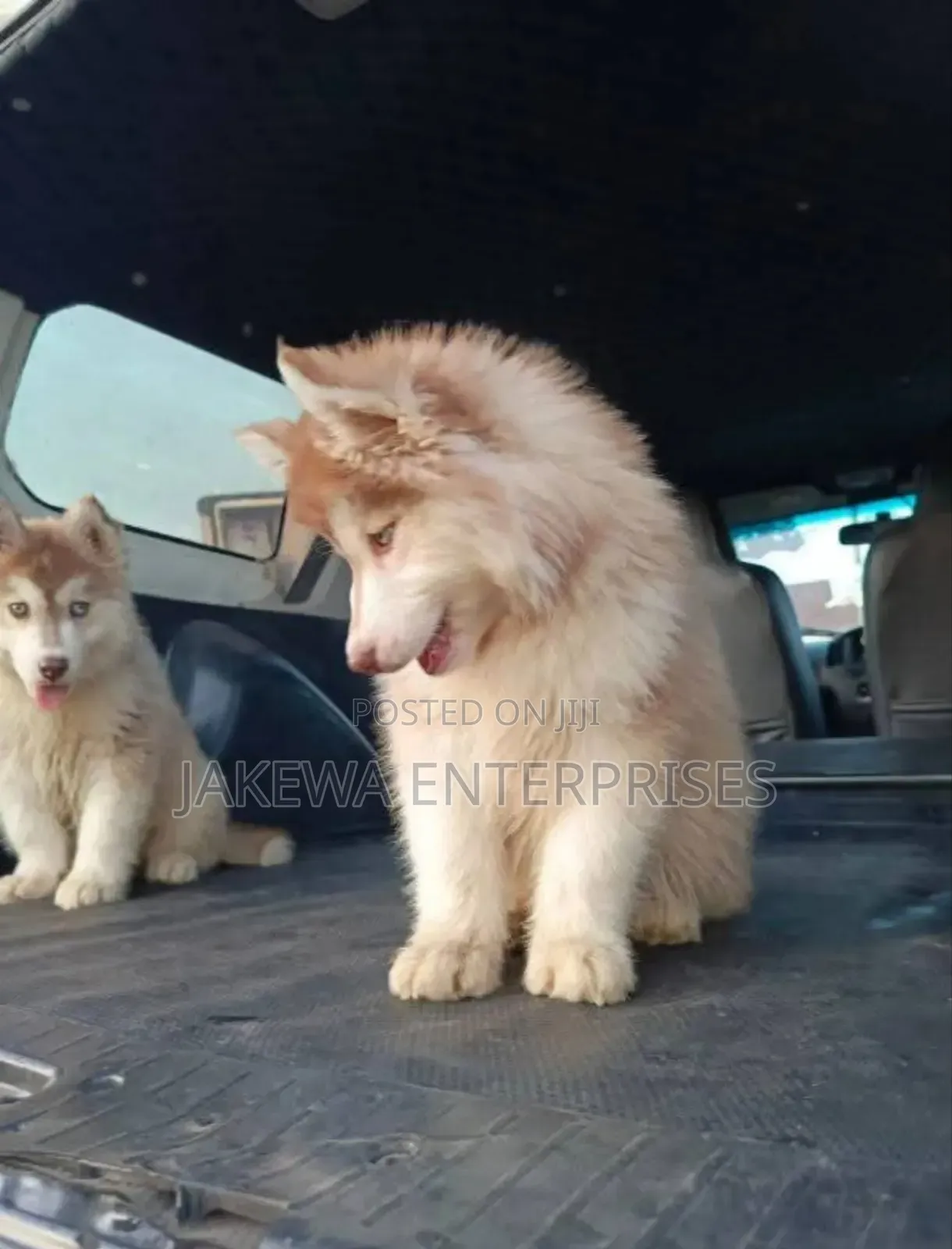 1-3 months Male Purebred Siberian Husky