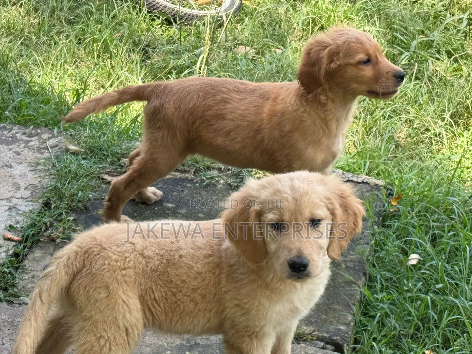1-3 months Male Purebred Golden Retriever