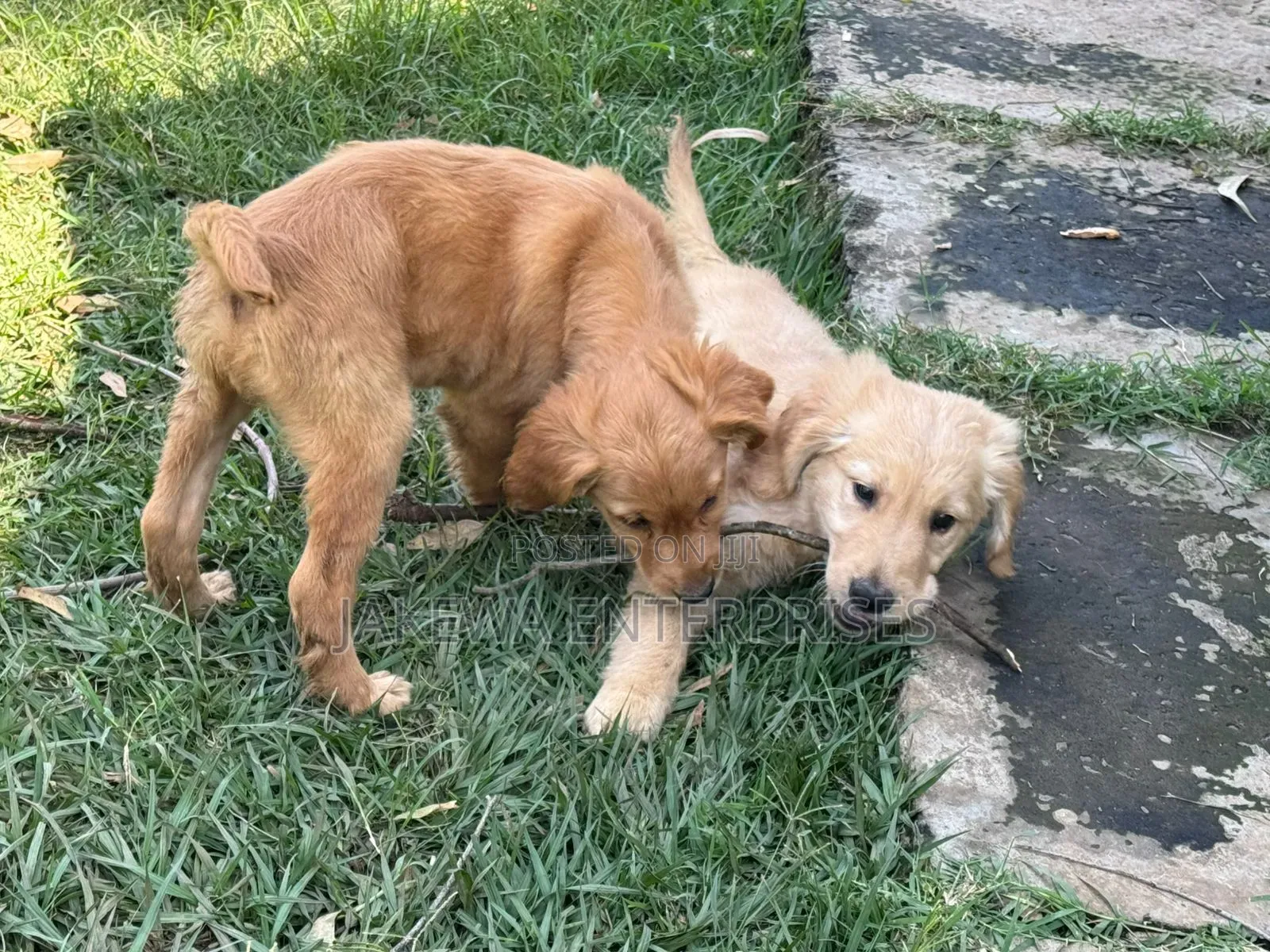 1-3 months Female Purebred Golden Retriever