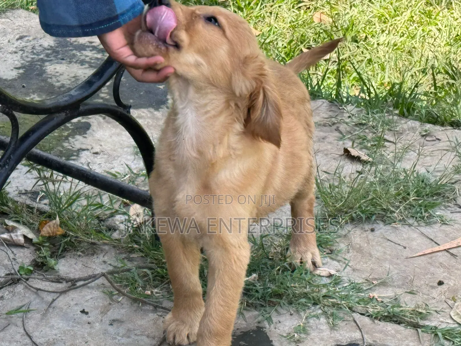 1-3 months Male Purebred Golden Retriever