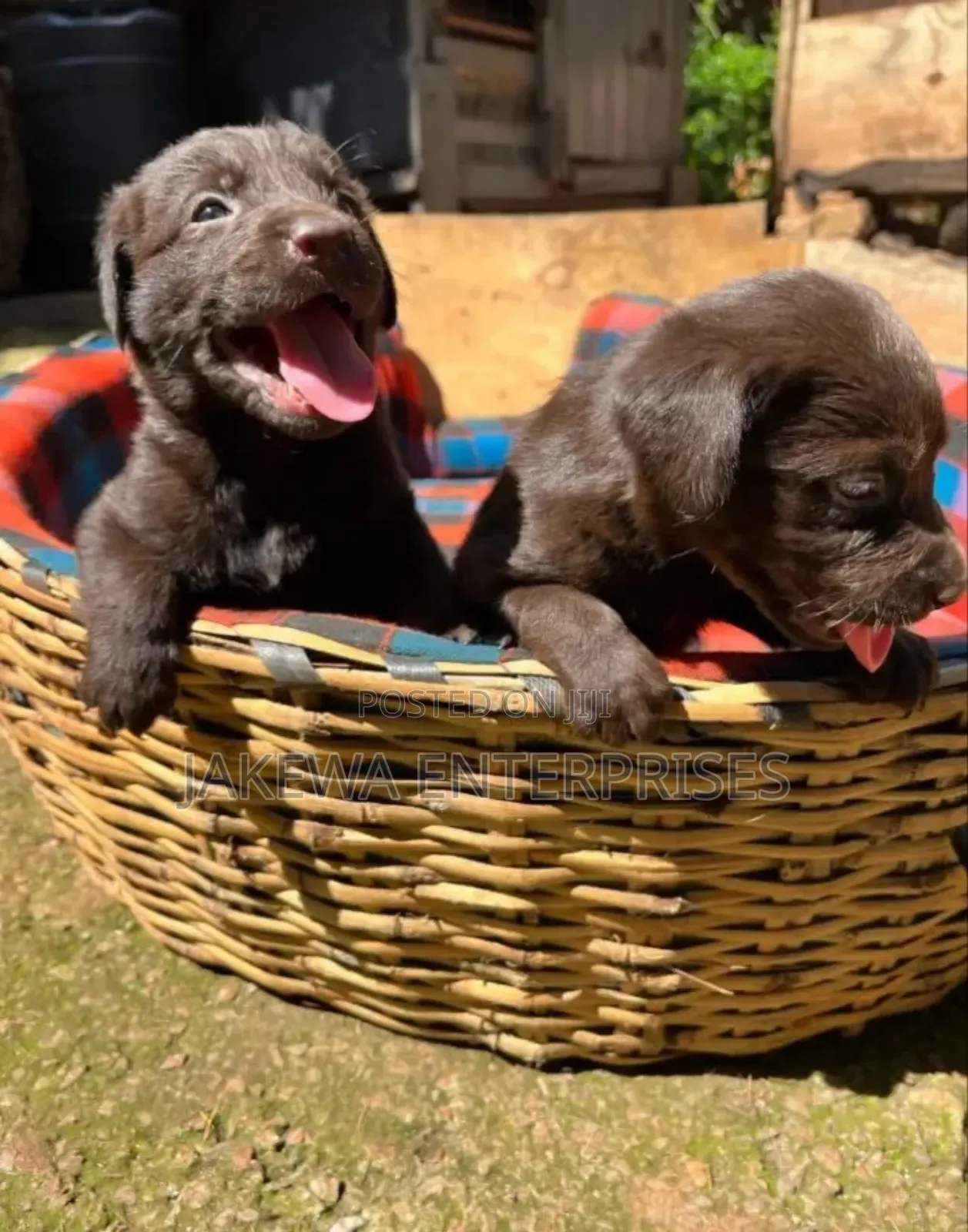 1-3 months Male Purebred Labrador Retriever
