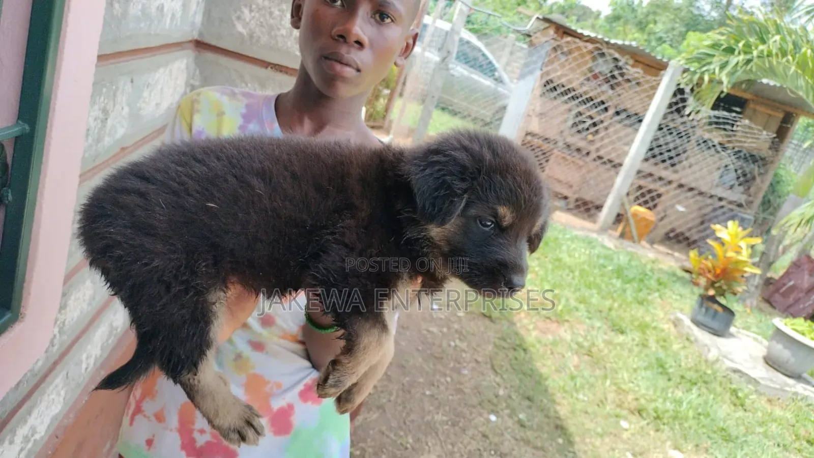 1-3 months Male Purebred German Shepherd