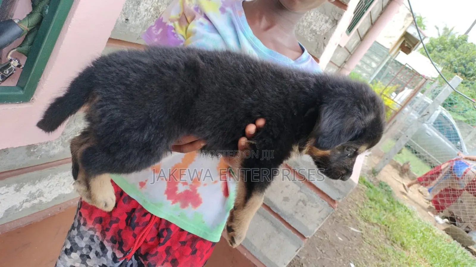 1-3 months Male Purebred German Shepherd