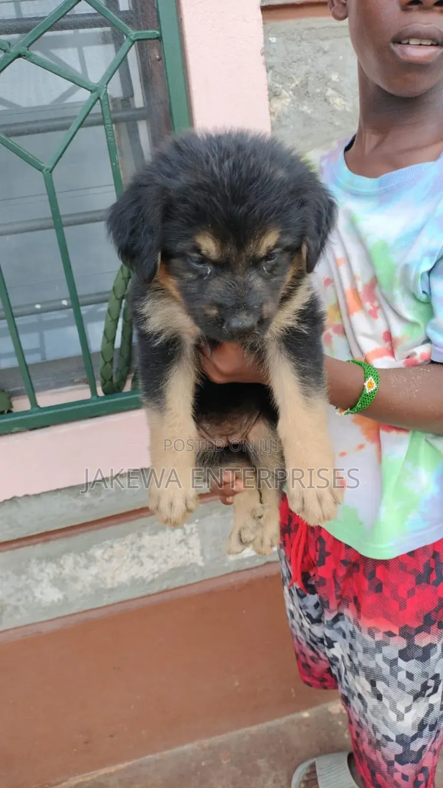 1-3 months Male Purebred German Shepherd