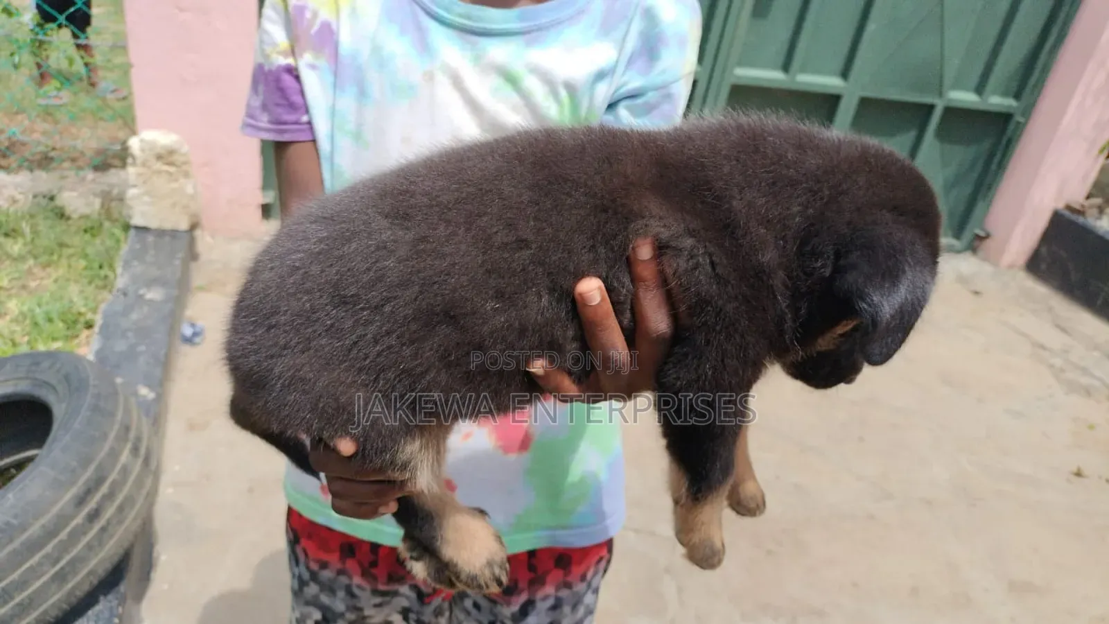 1-3 months Male Purebred German Shepherd