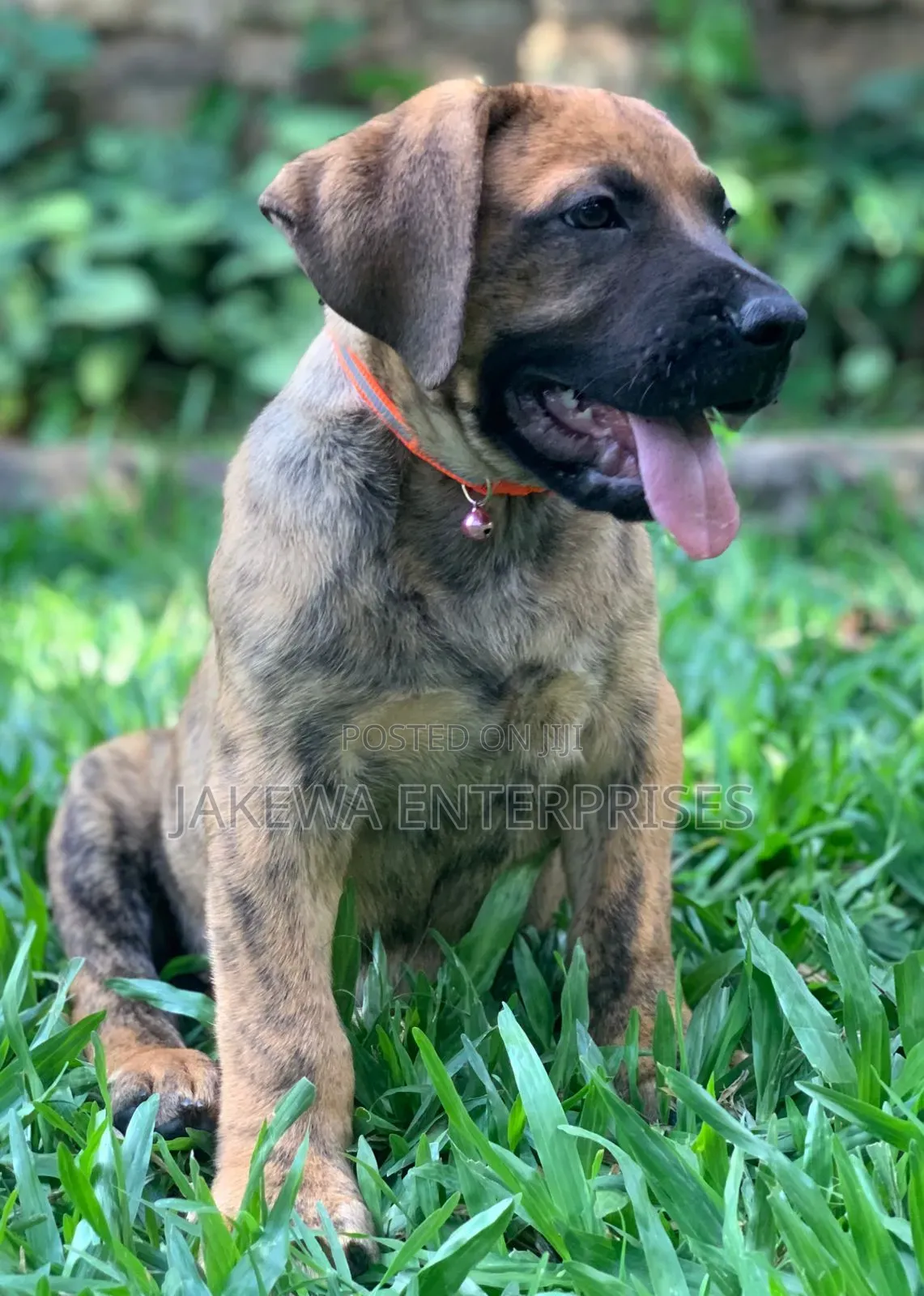 1-3 months Male Purebred Boerboel