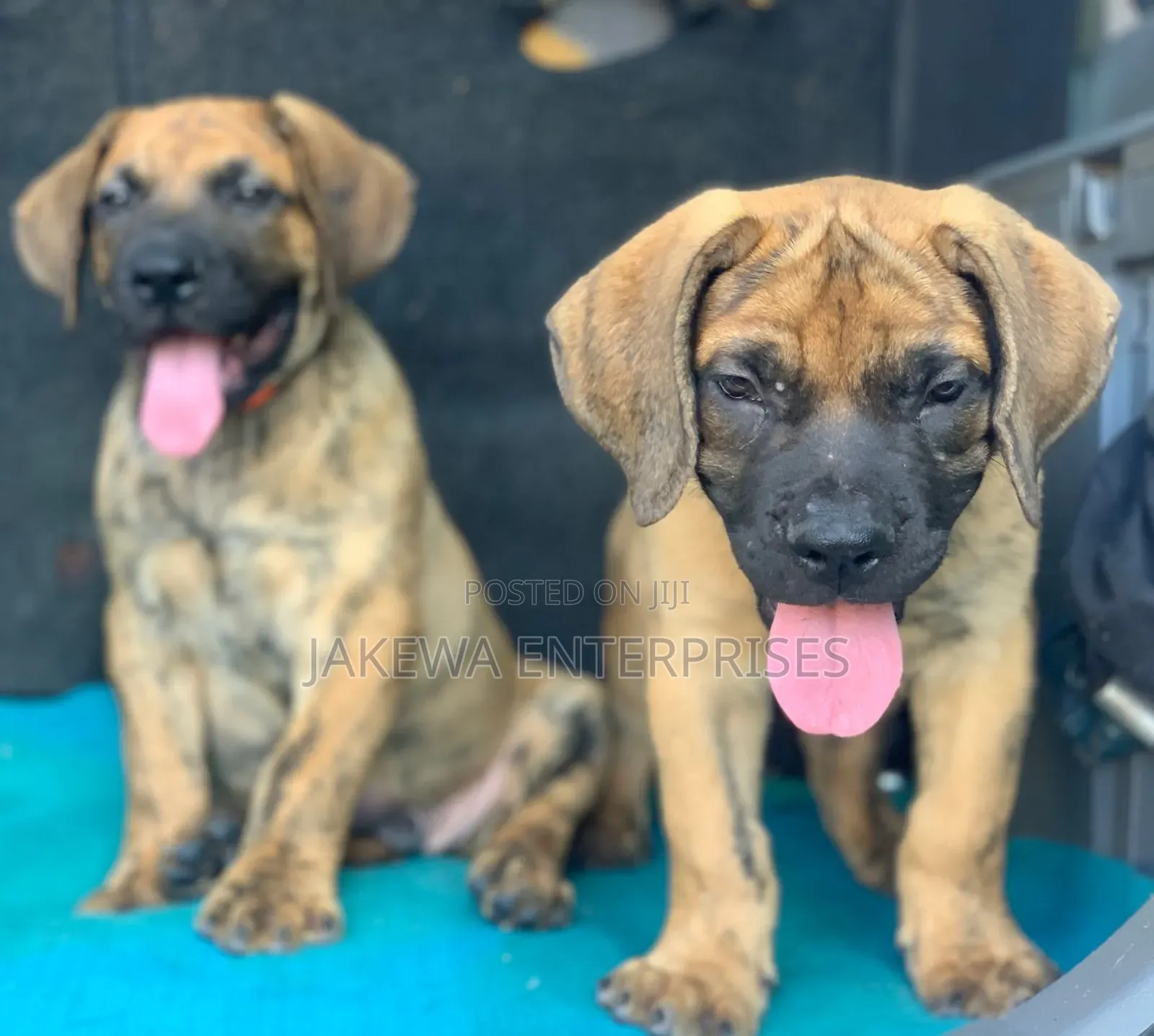 1-3 months Male Purebred Boerboel