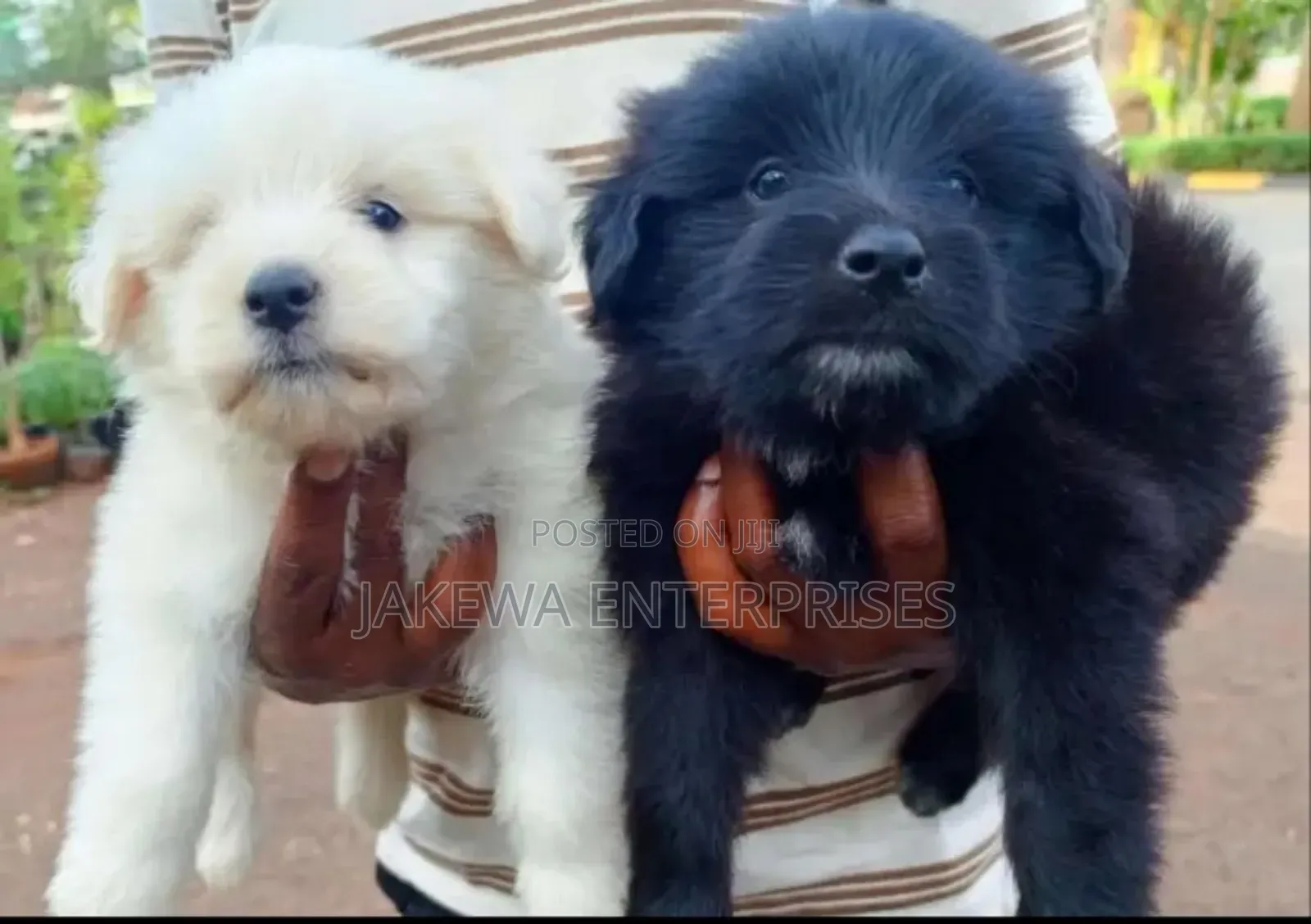 1-3 months Male Purebred Havanese
