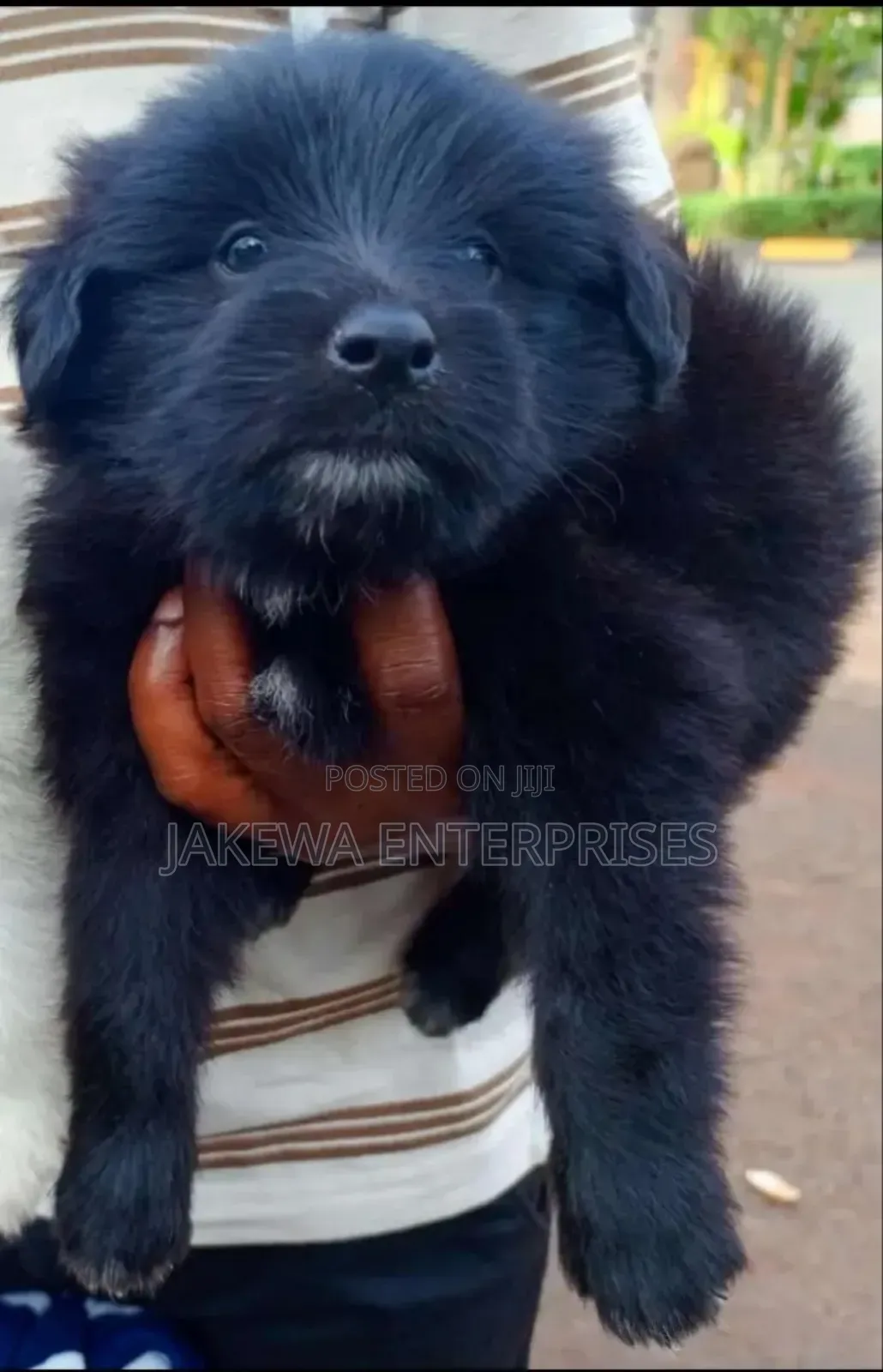 1-3 months Male Purebred Havanese