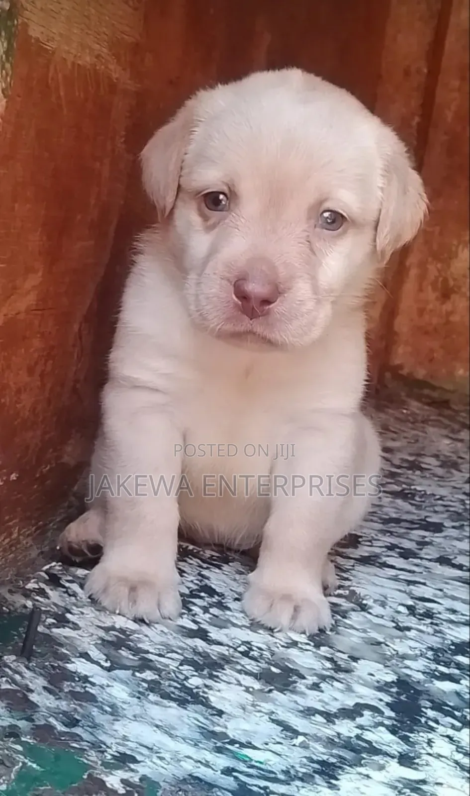 1-3 months Female Purebred Labrador Retriever