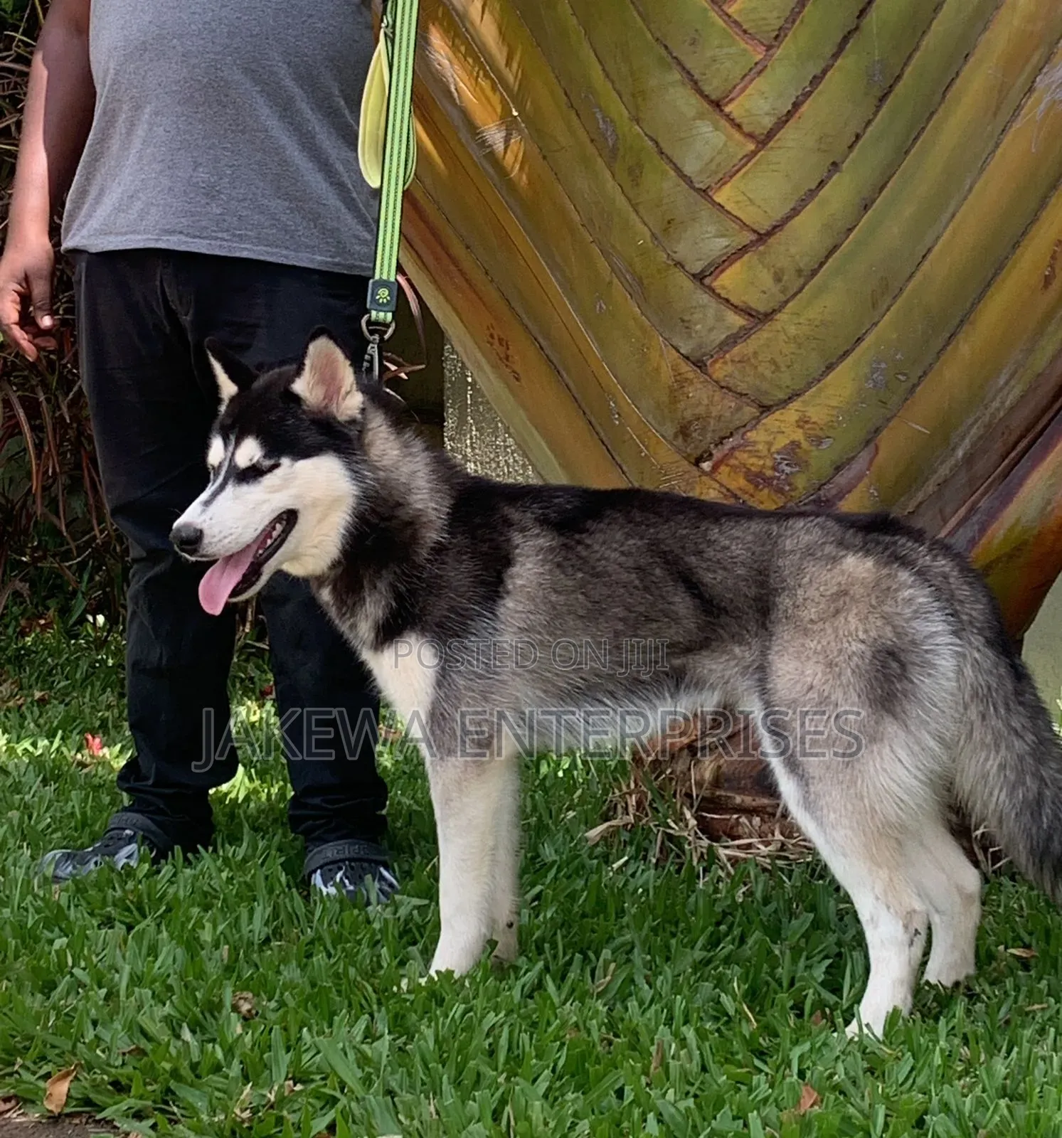 3-6 months Male Purebred Siberian Husky