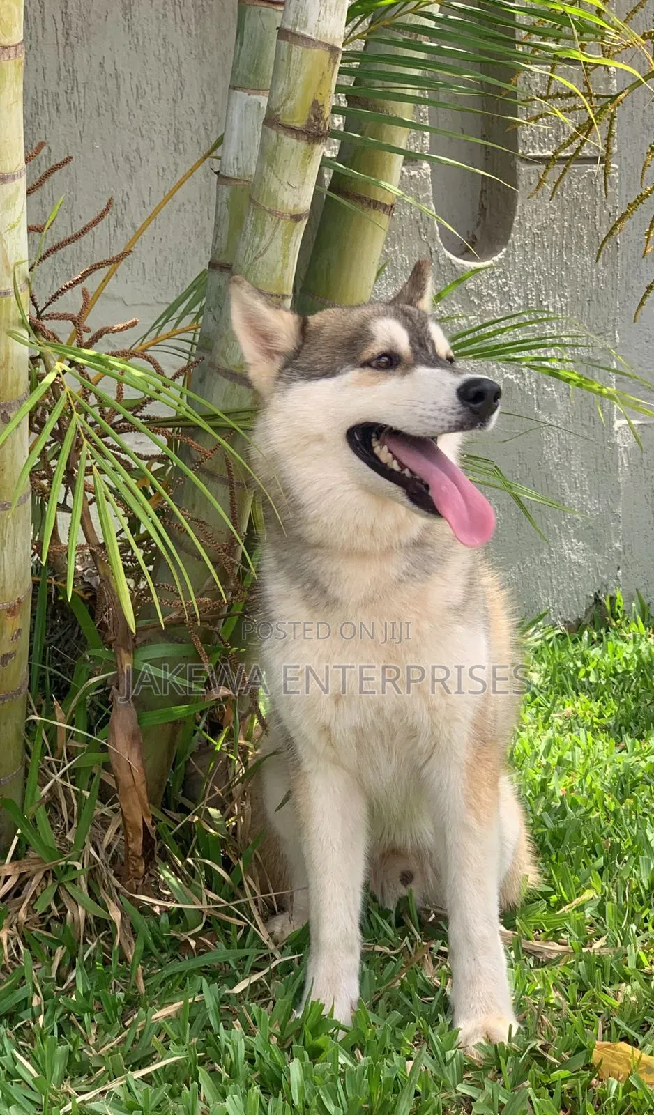 3-6 months Male Purebred Siberian Husky