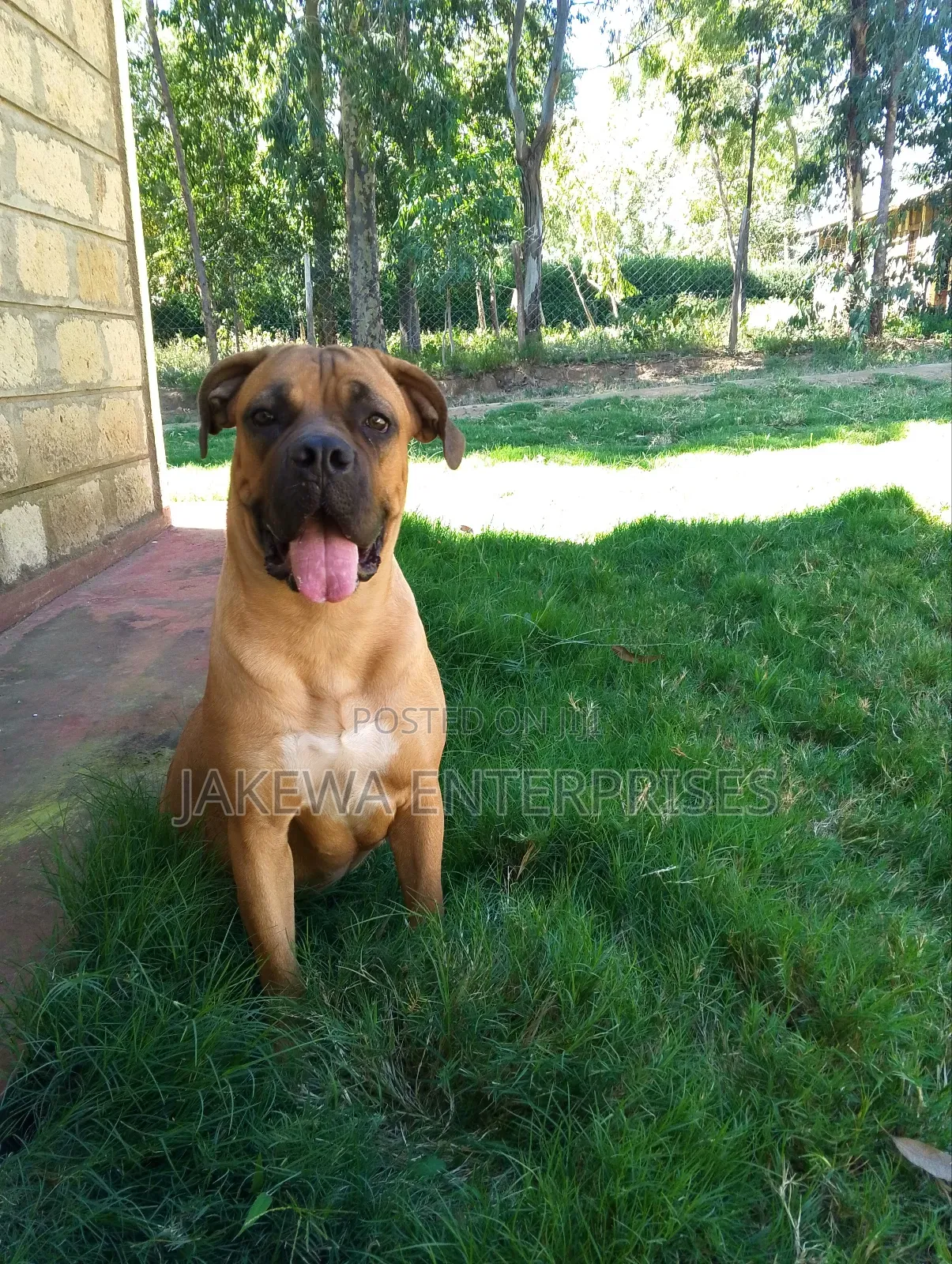 6-12 months Female Purebred Boerboel