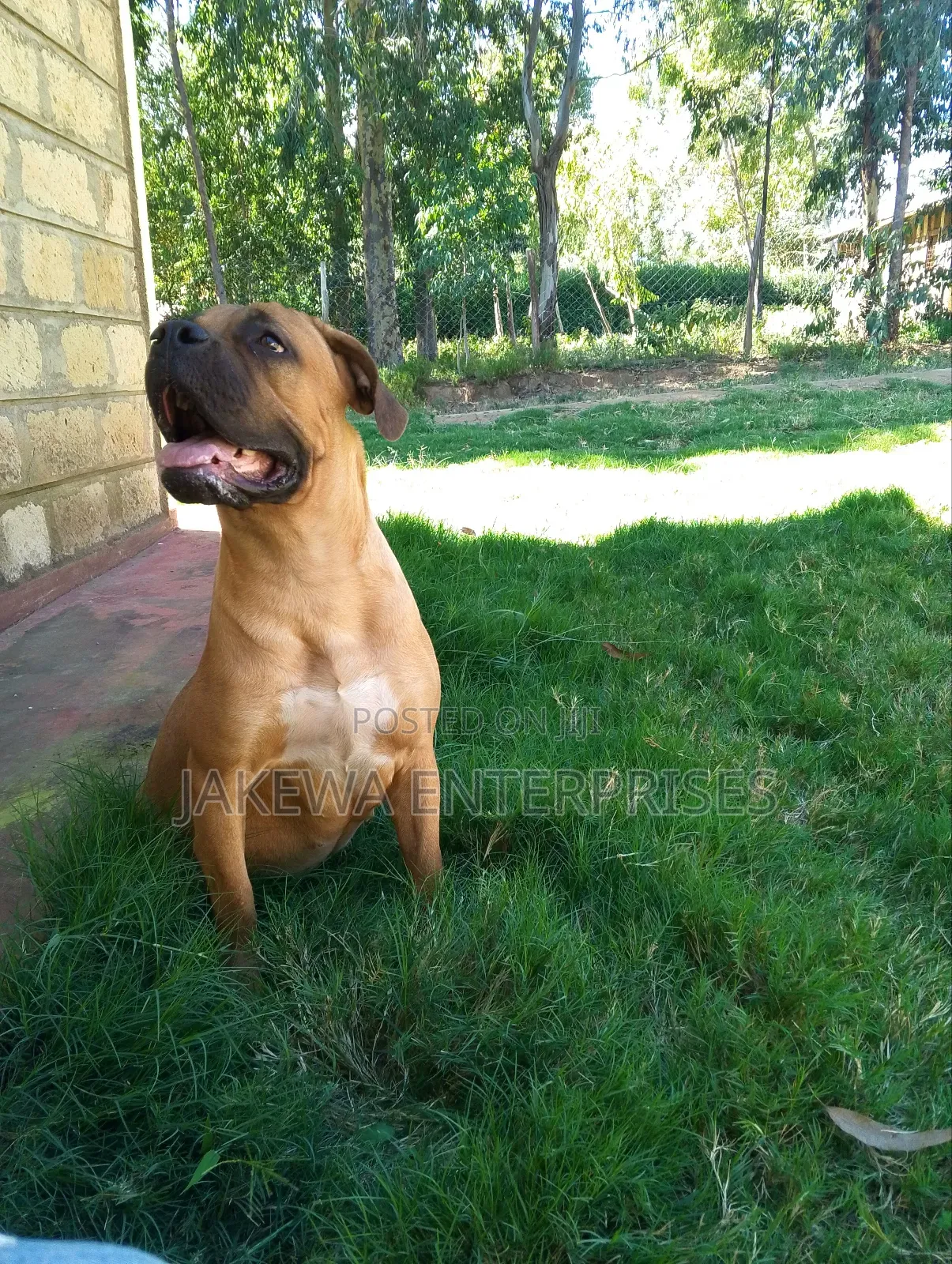 6-12 months Female Purebred Boerboel