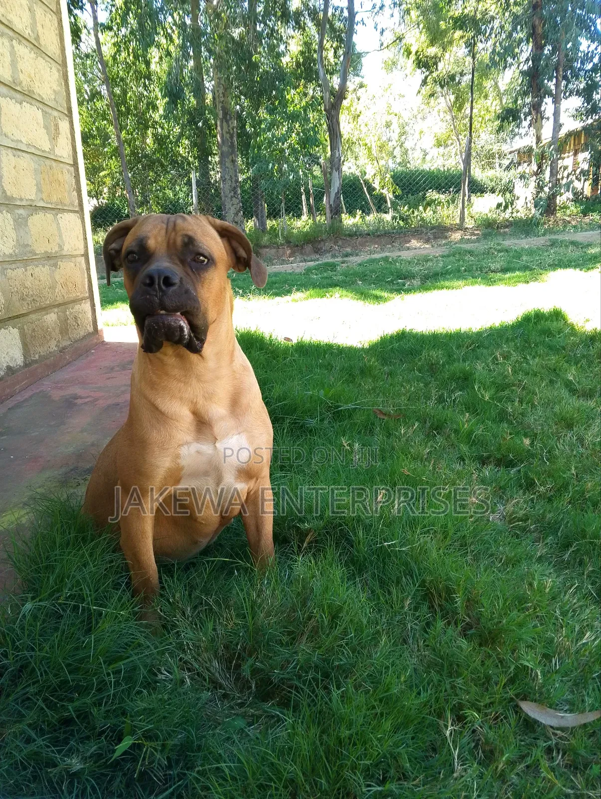 6-12 months Female Purebred Boerboel