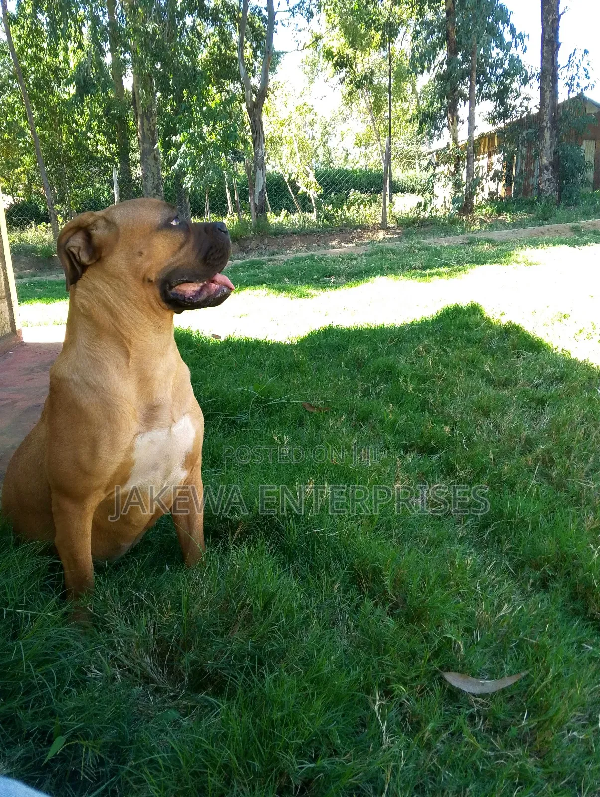 6-12 months Female Purebred Boerboel