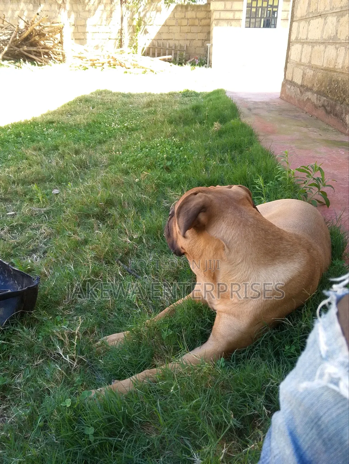 6-12 months Female Purebred Boerboel
