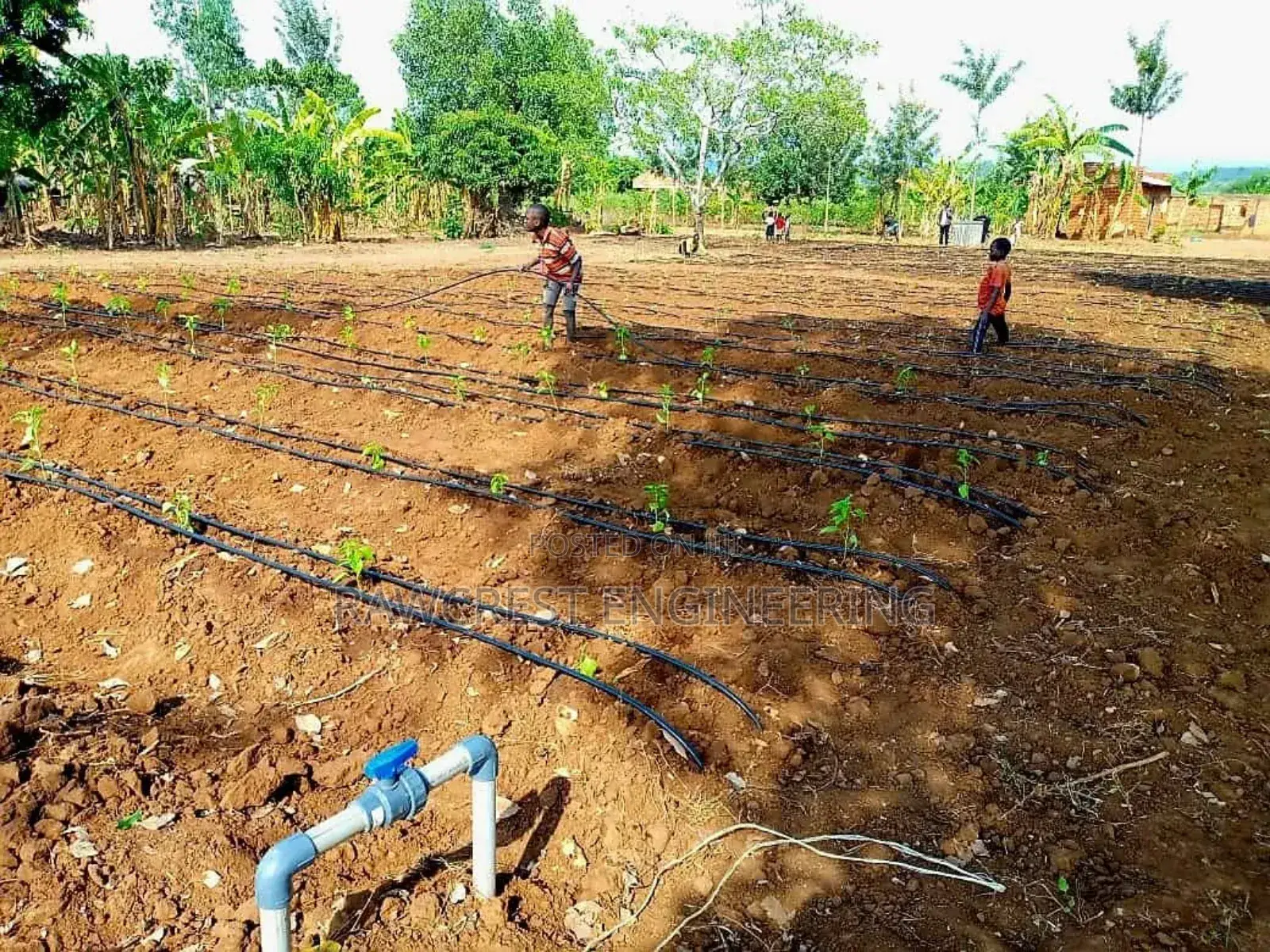 Borehole Drilling And Solarization Service