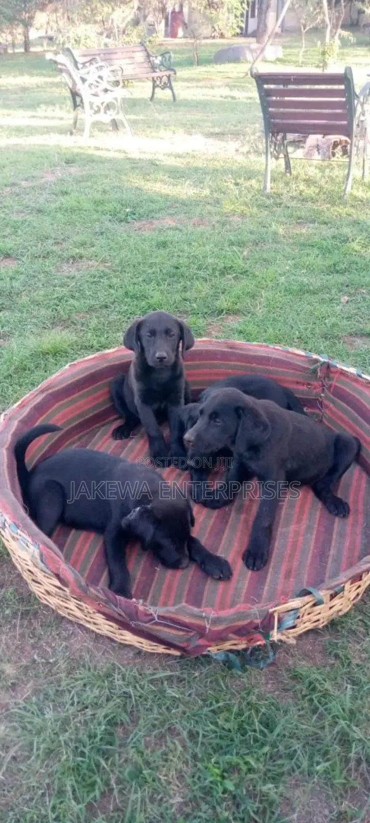 1-3 months Male Purebred Labrador Retriever