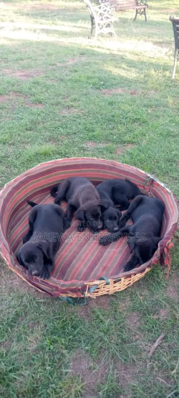 1-3 months Female Purebred Labrador Retriever