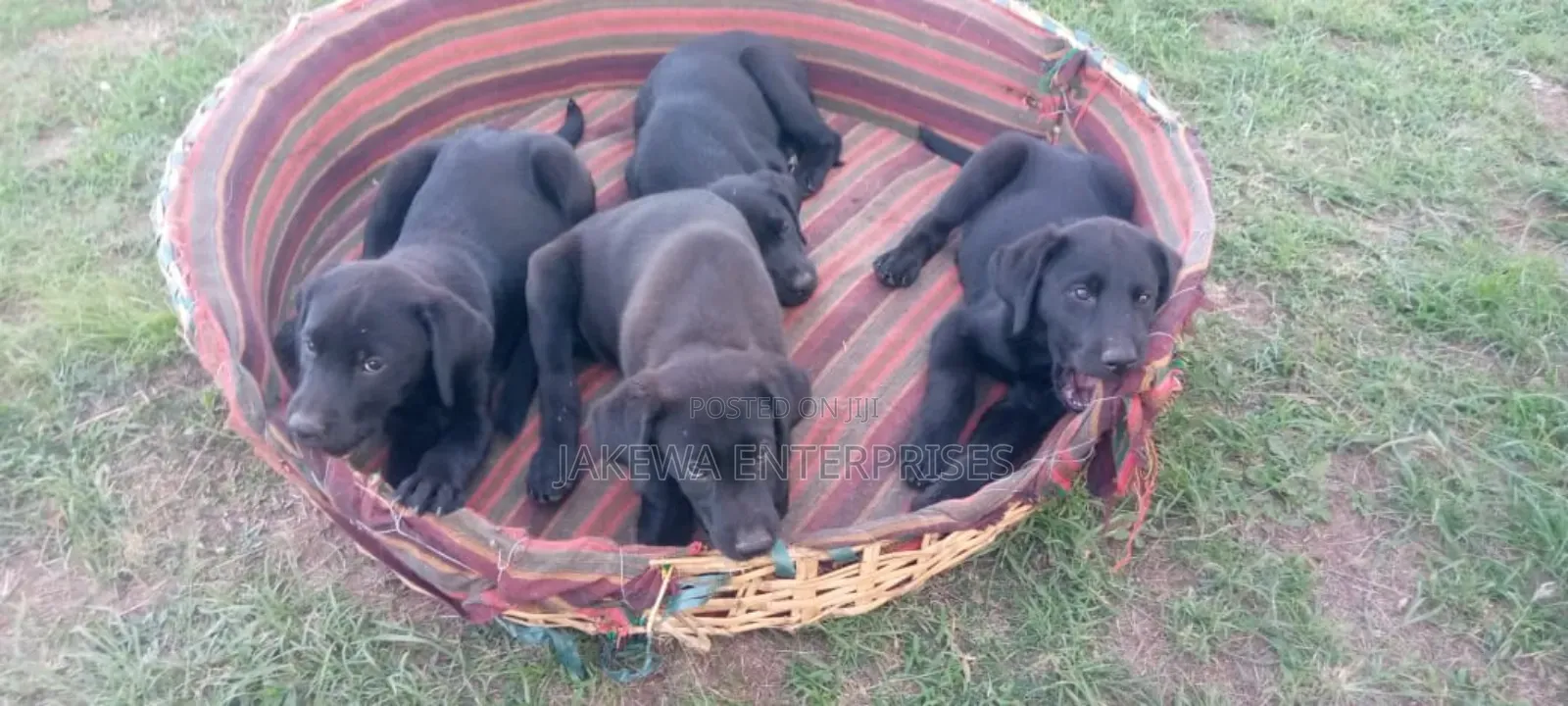 1-3 months Male Purebred Labrador Retriever