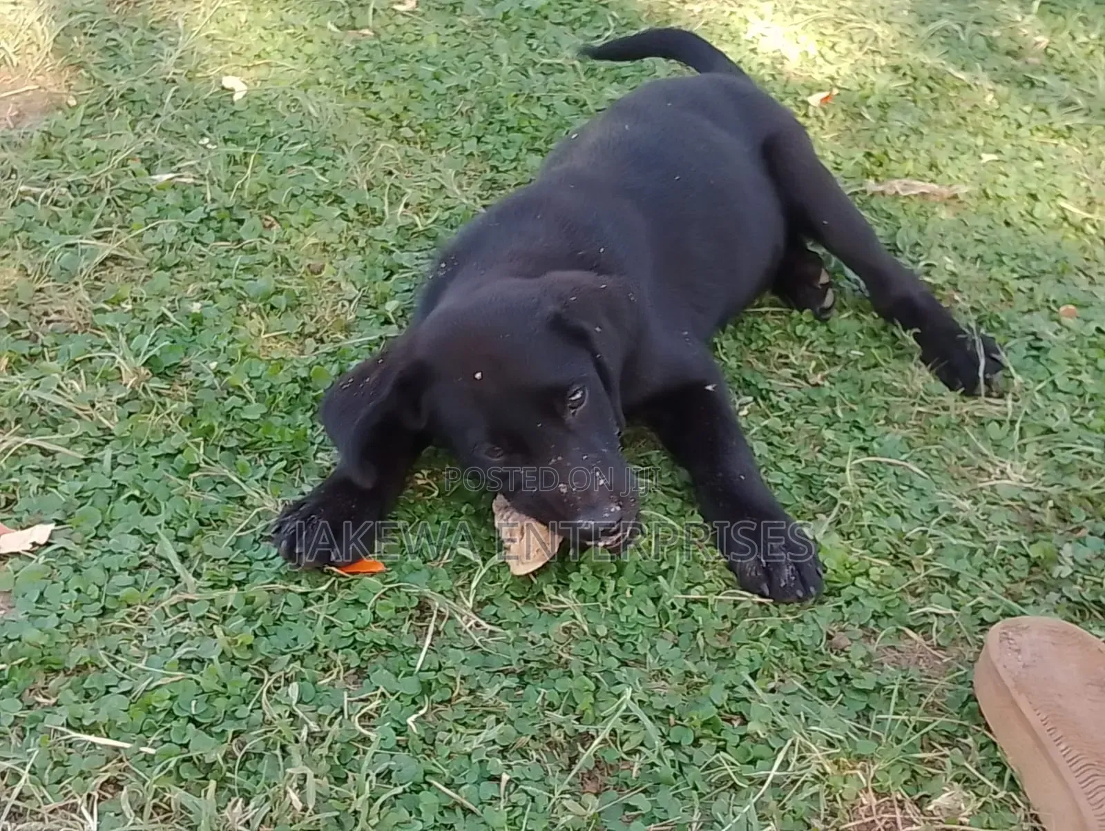 1-3 months Female Purebred Labrador Retriever