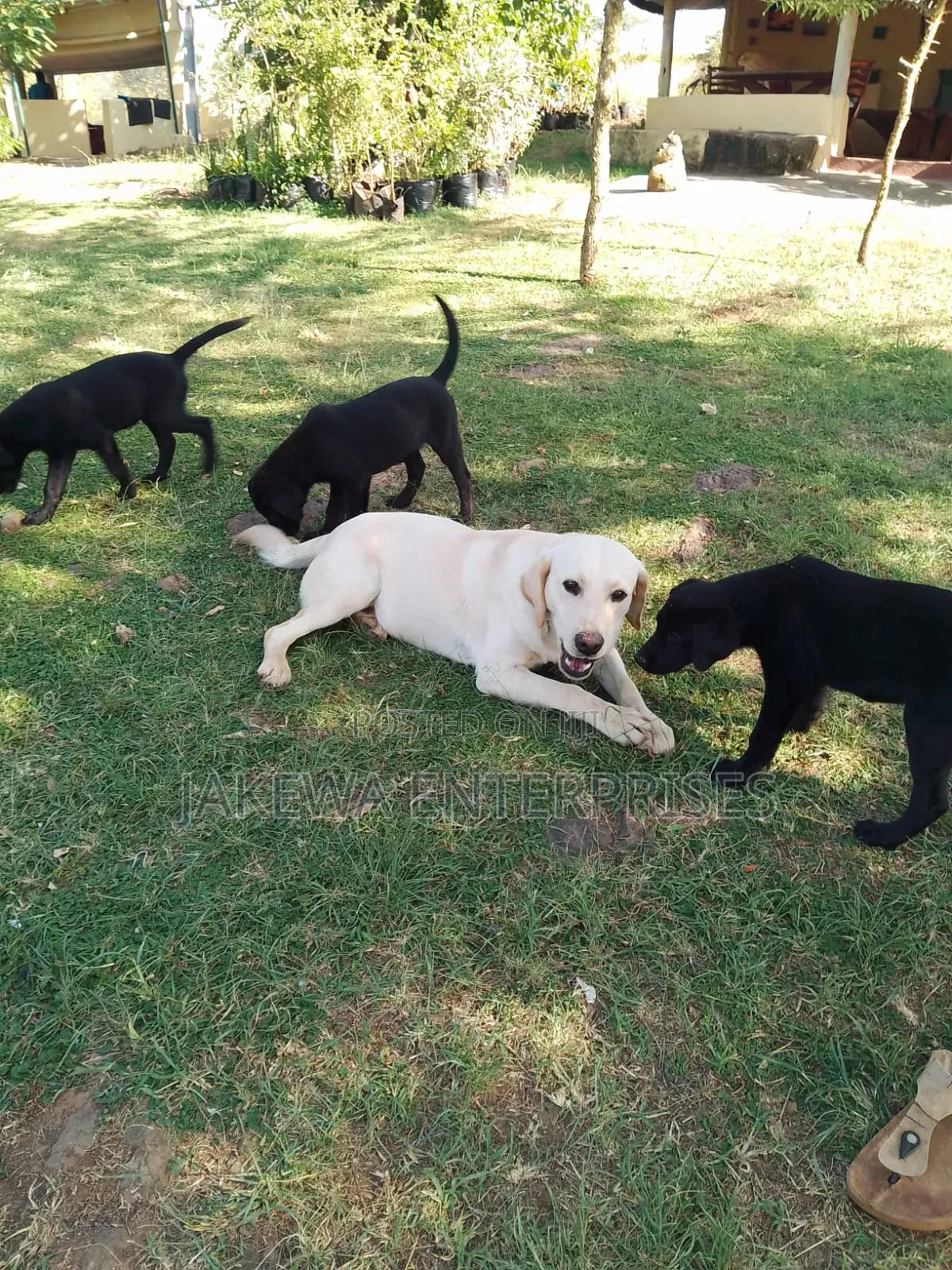 1-3 months Male Purebred Golden Retriever