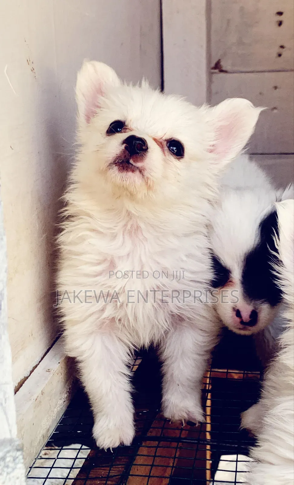 1-3 months Male Purebred Havanese