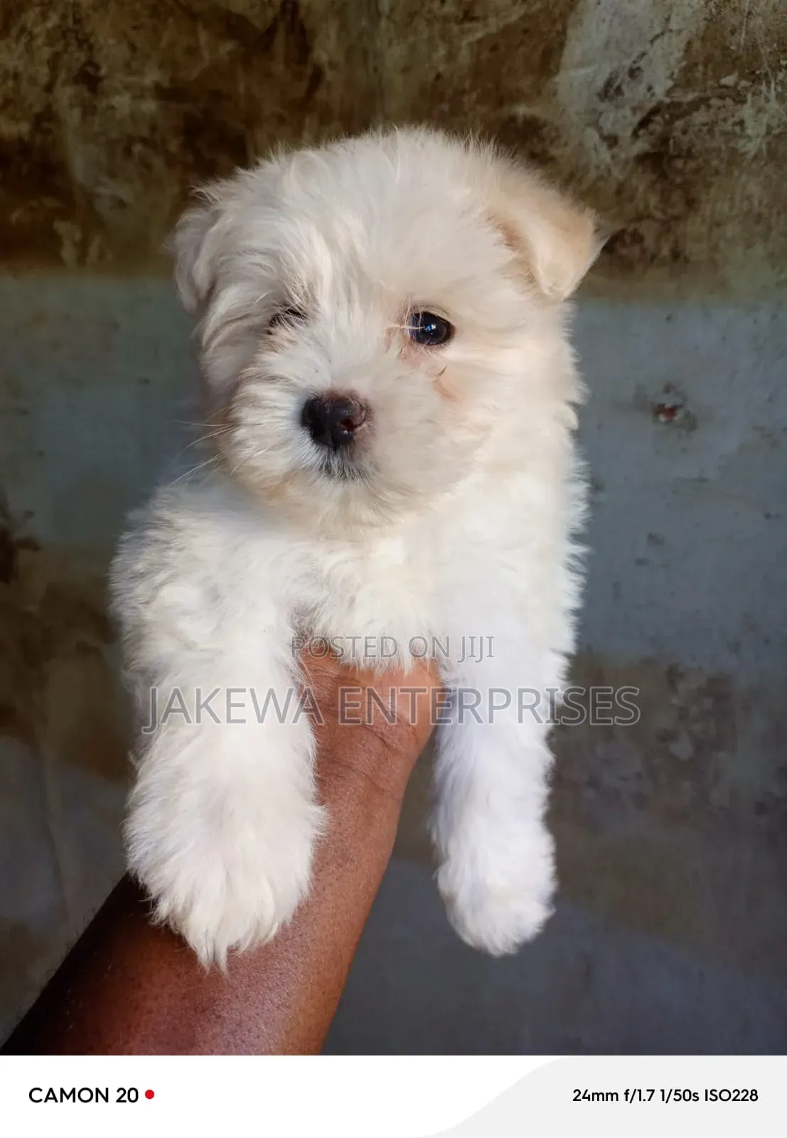 1-3 months Female Purebred Maltese