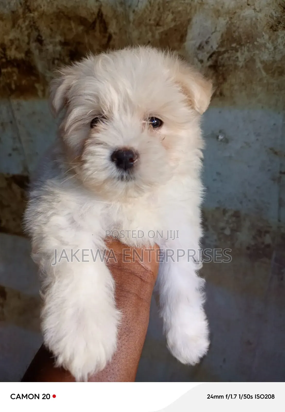 1-3 months Female Purebred Maltese