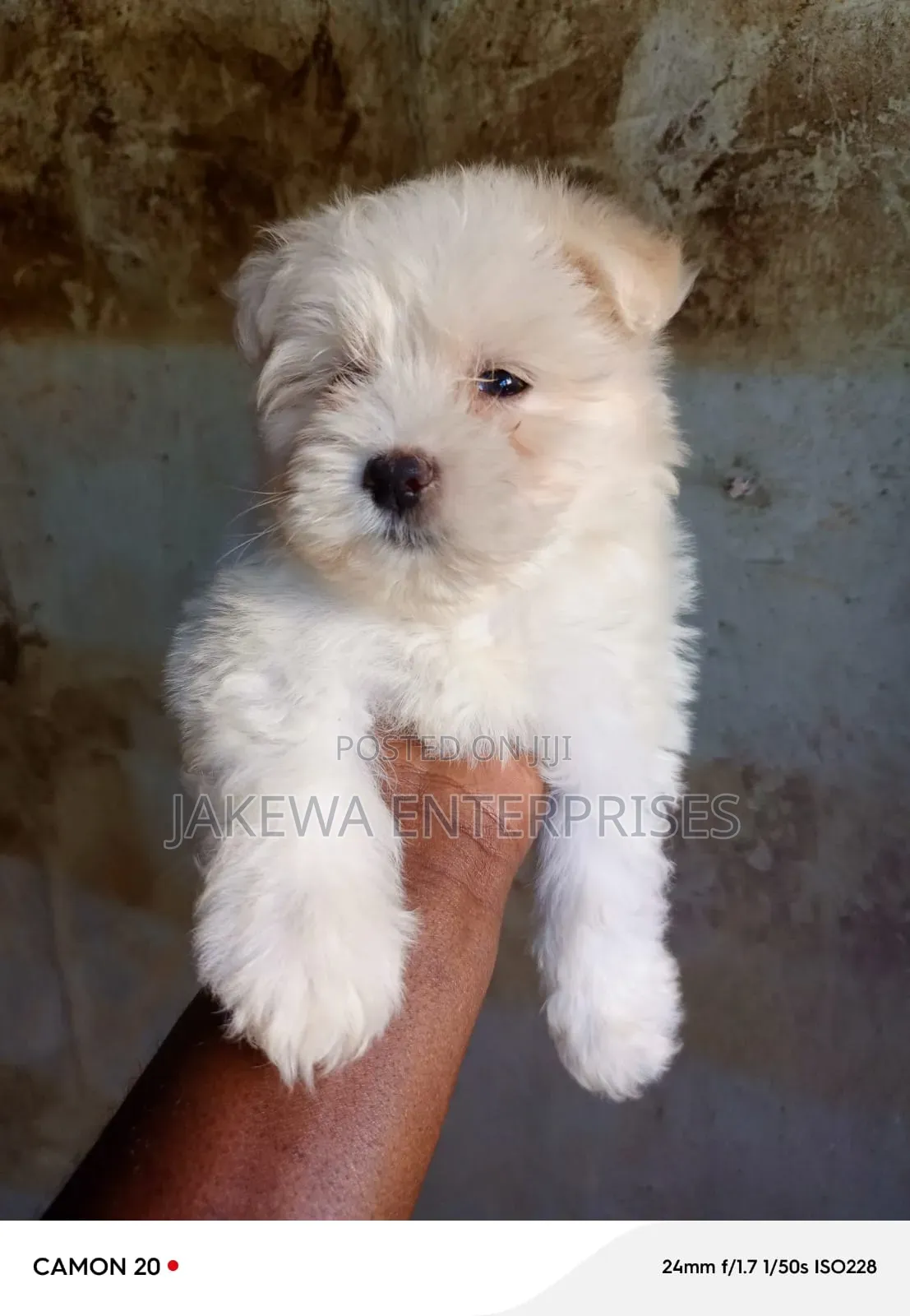 1-3 months Female Purebred Maltese