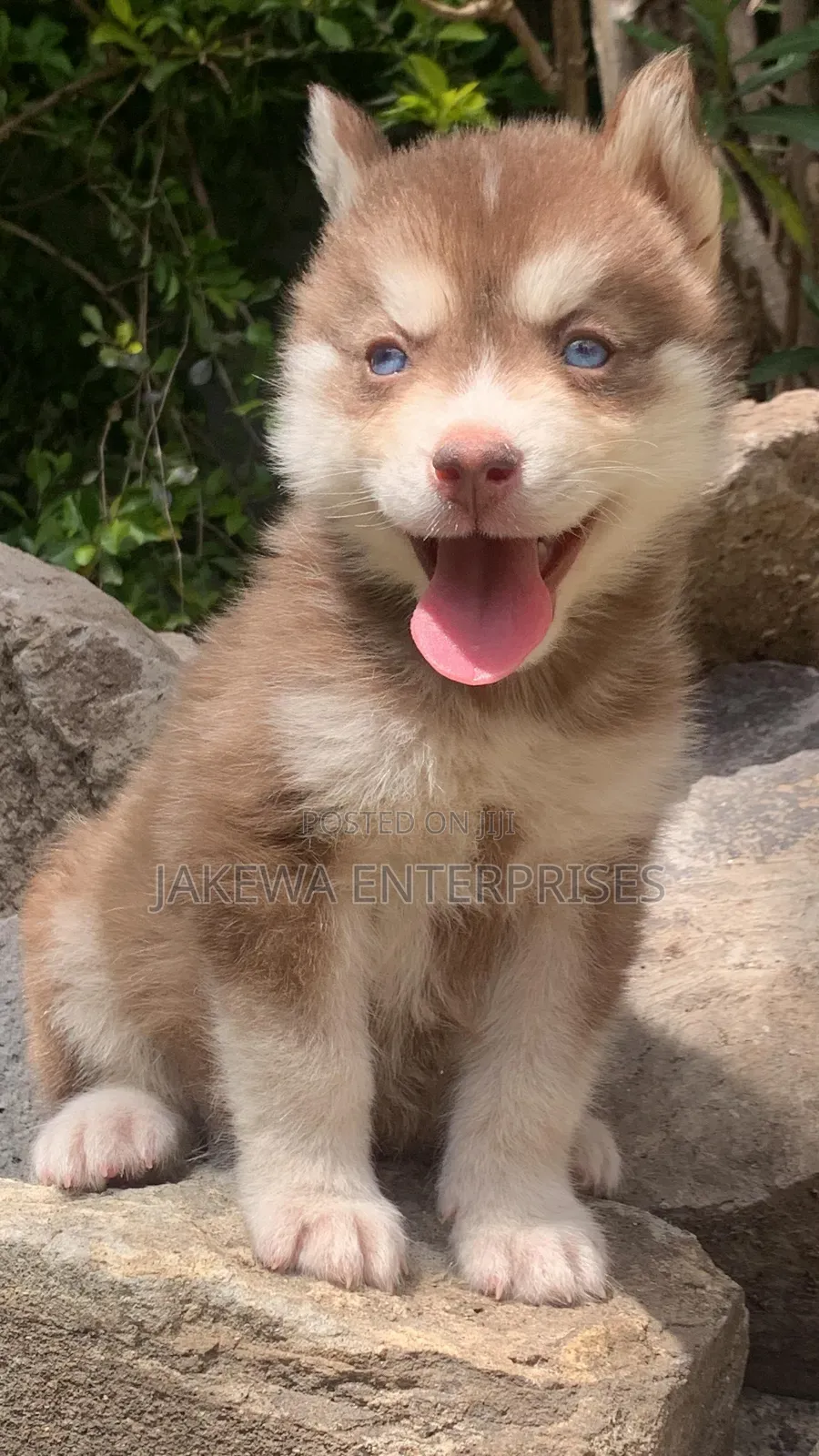 1-3 months Male Purebred Siberian Husky