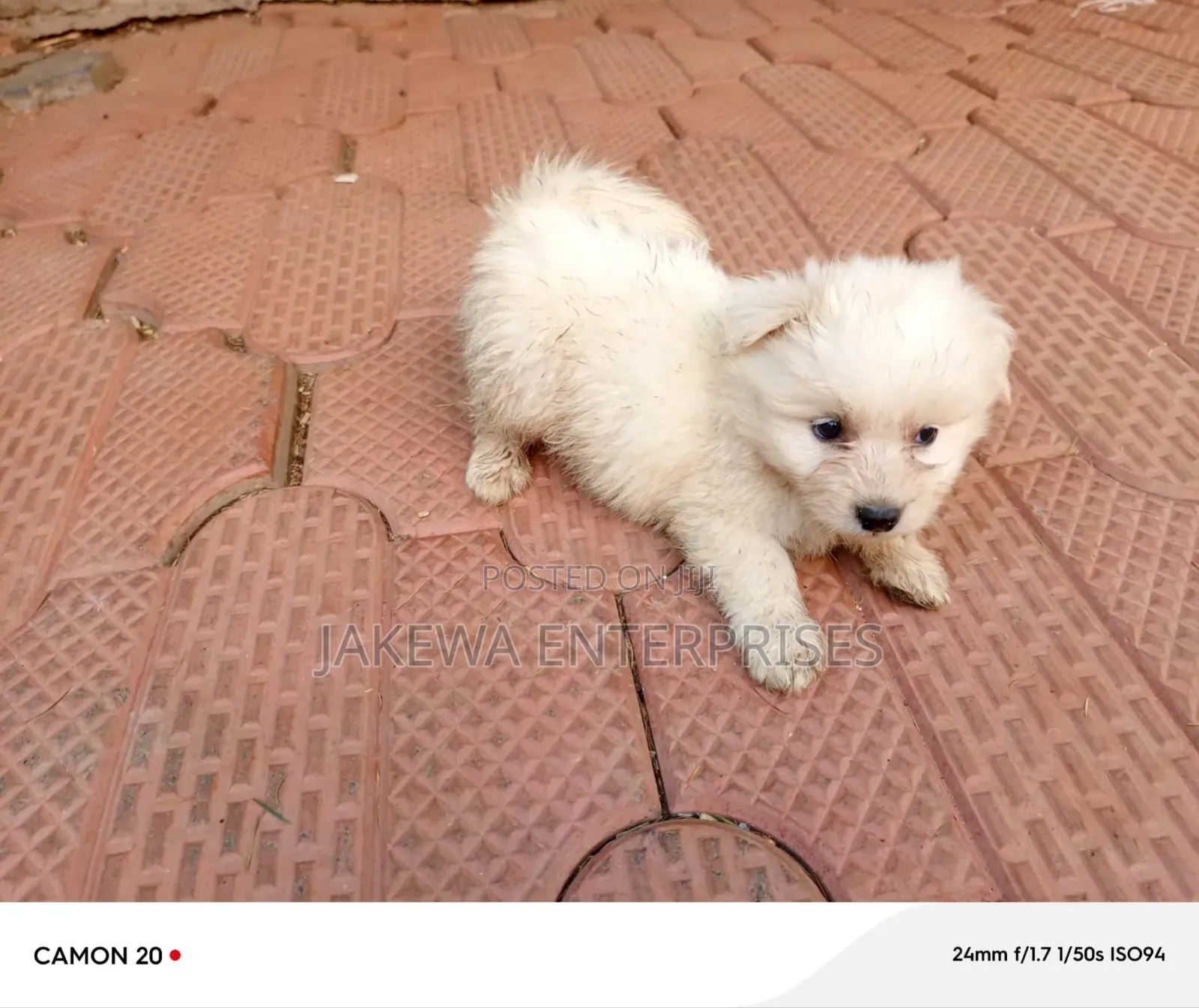 1-3 months Male Purebred Maltese