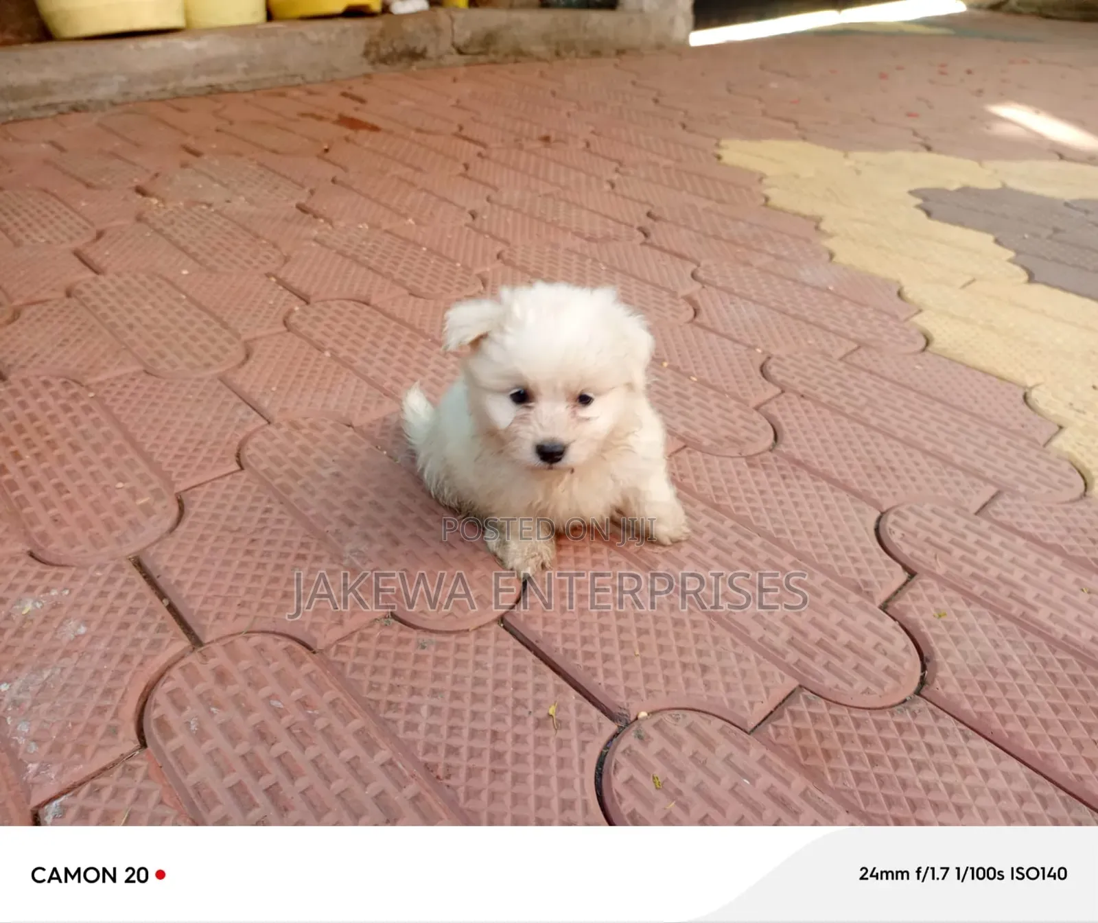1-3 months Male Purebred Maltese