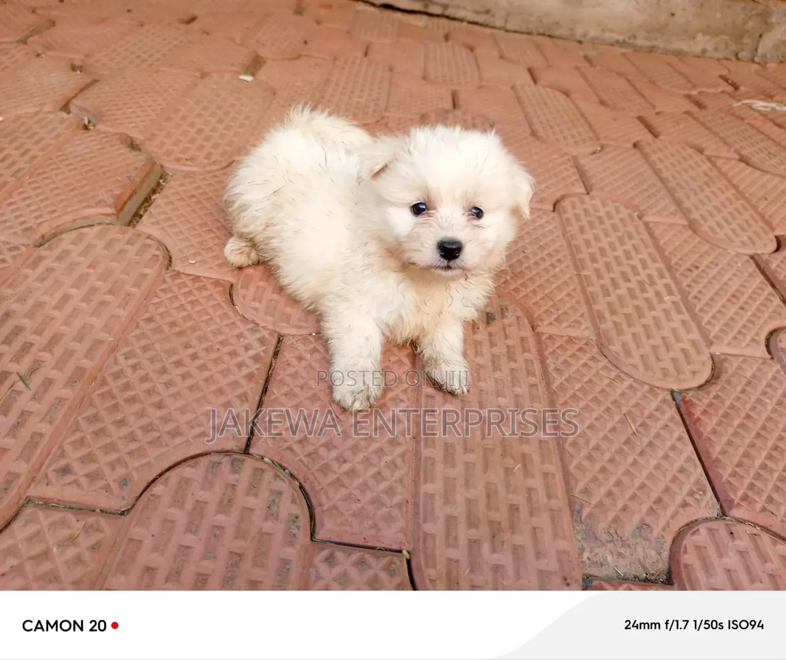 1-3 months Male Purebred Maltese