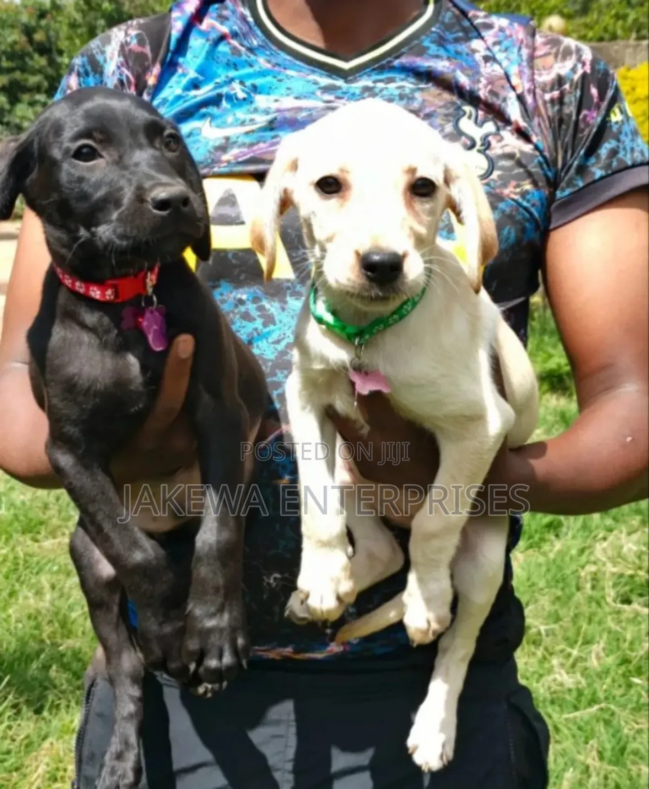 1-3 months Female Purebred Labrador Retriever