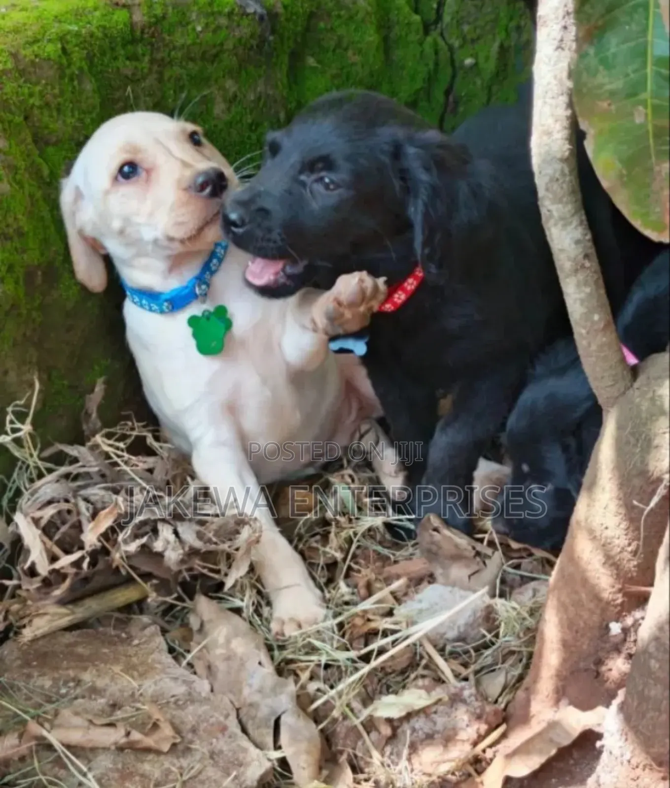 1-3 months Male Purebred Labrador Retriever