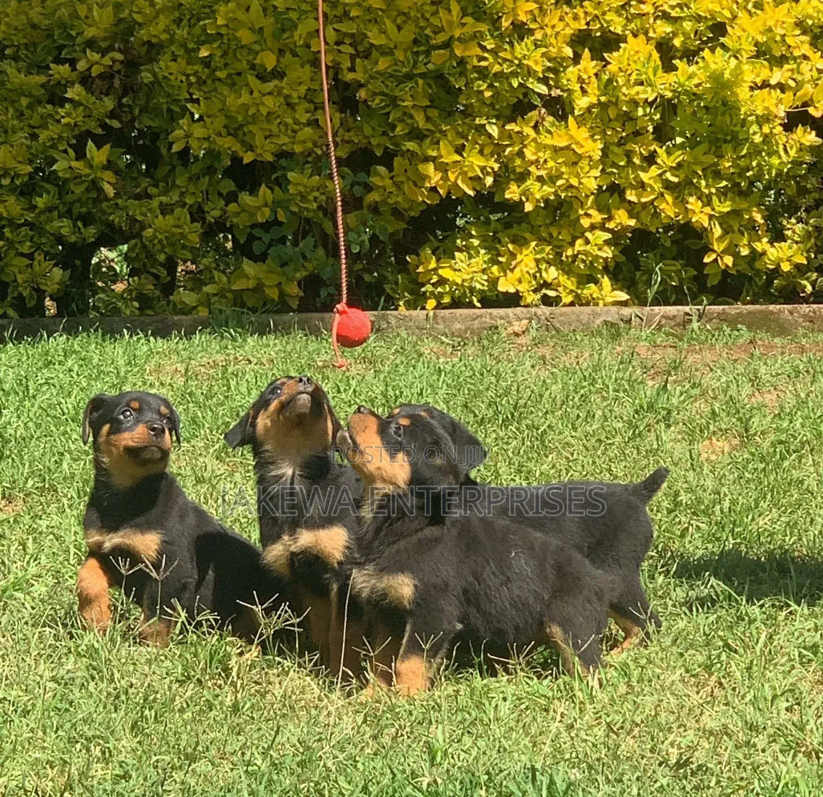 1-3 months Male Purebred Rottweiler