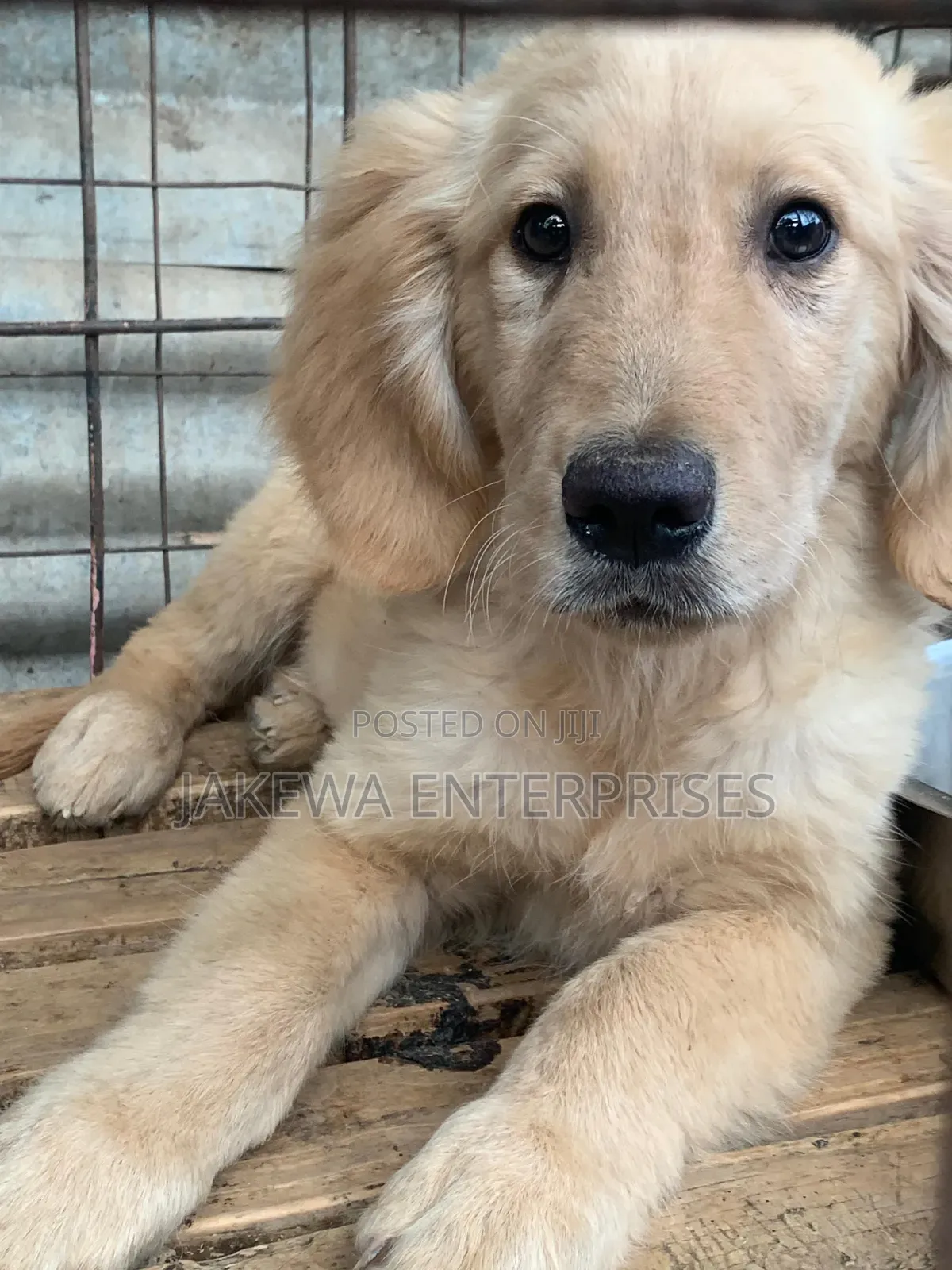 1-3 months Male Purebred Golden Retriever