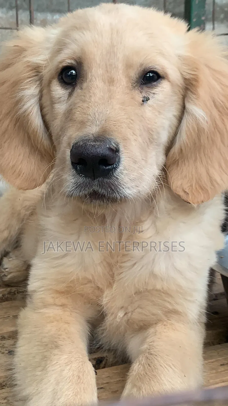 1-3 months Male Purebred Golden Retriever