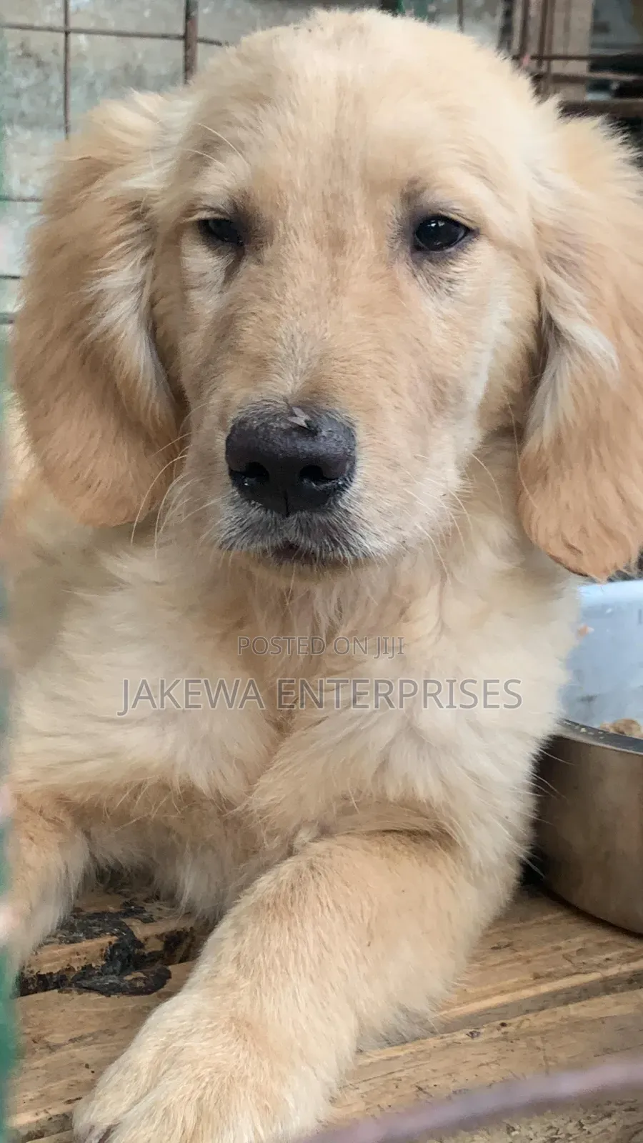 1-3 months Male Purebred Golden Retriever