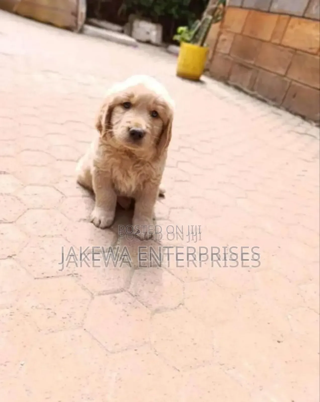 1-3 months Female Purebred Golden Retriever