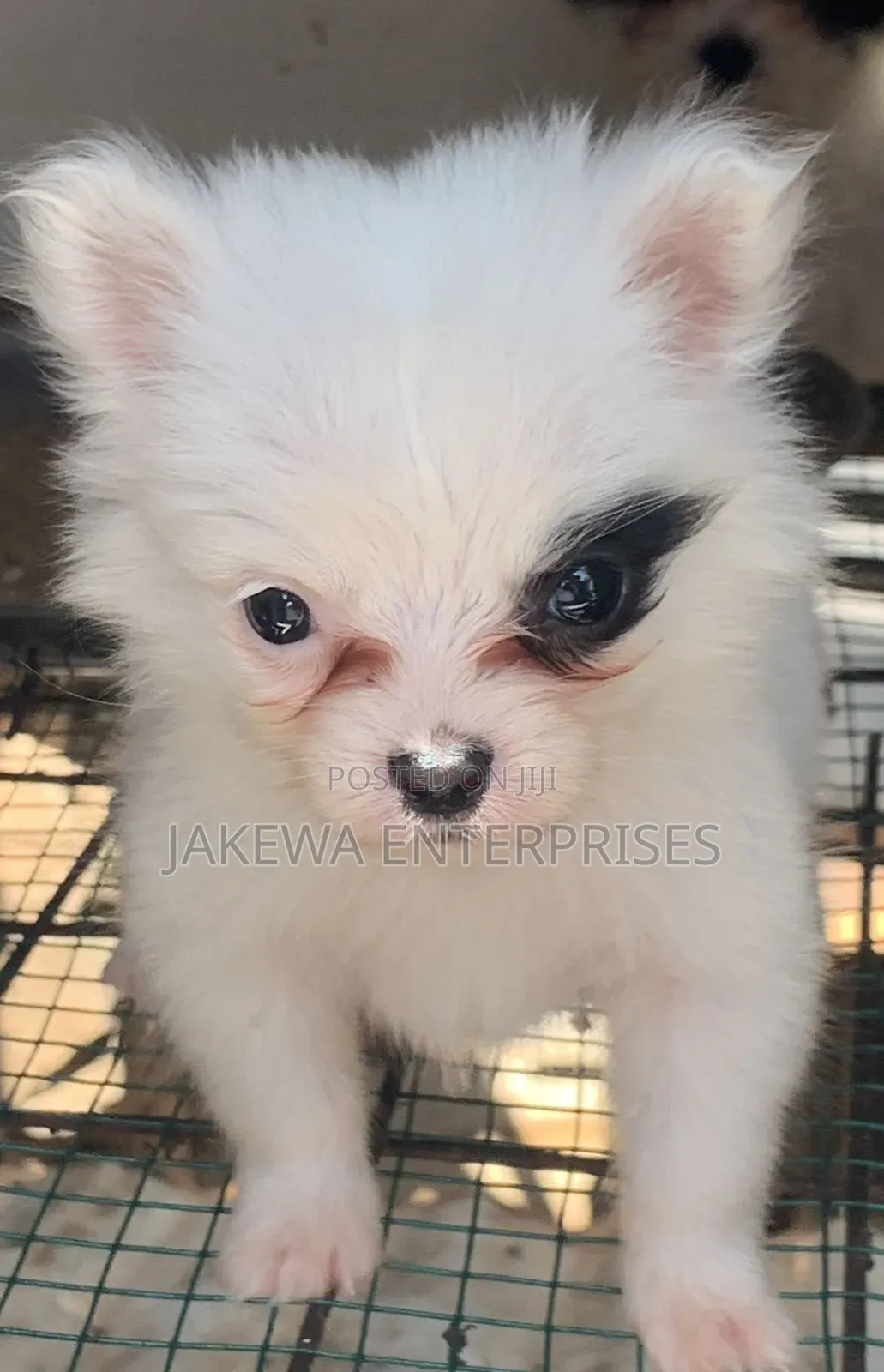 1-3 months Male Purebred Havanese